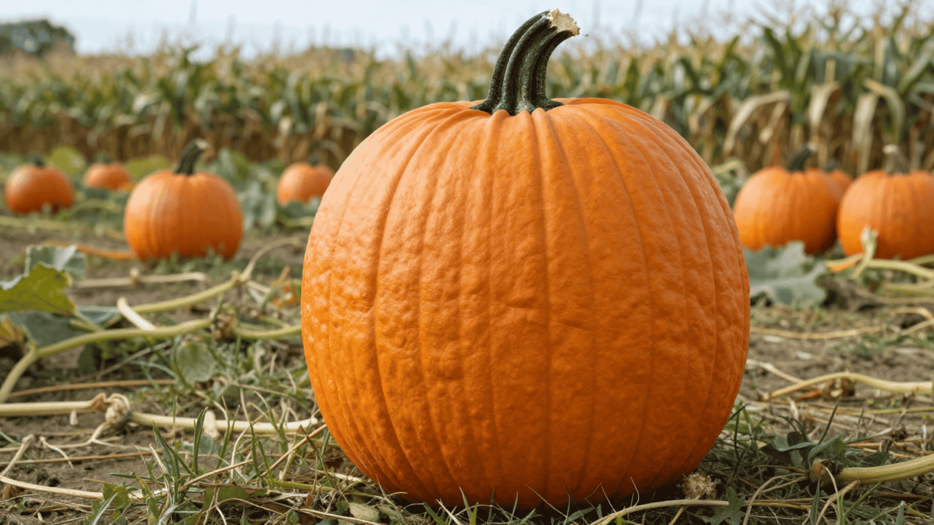 Connecticut Field pumpkins