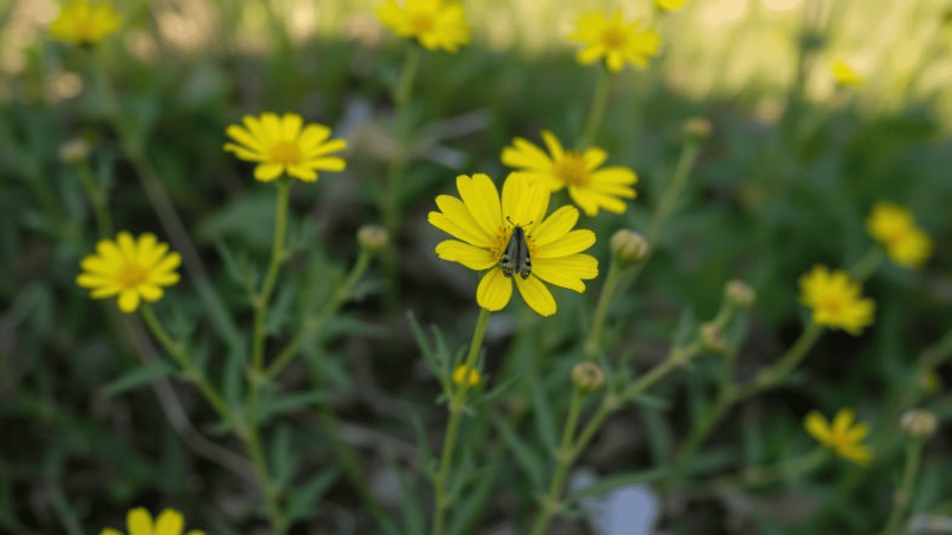 Coreopsis