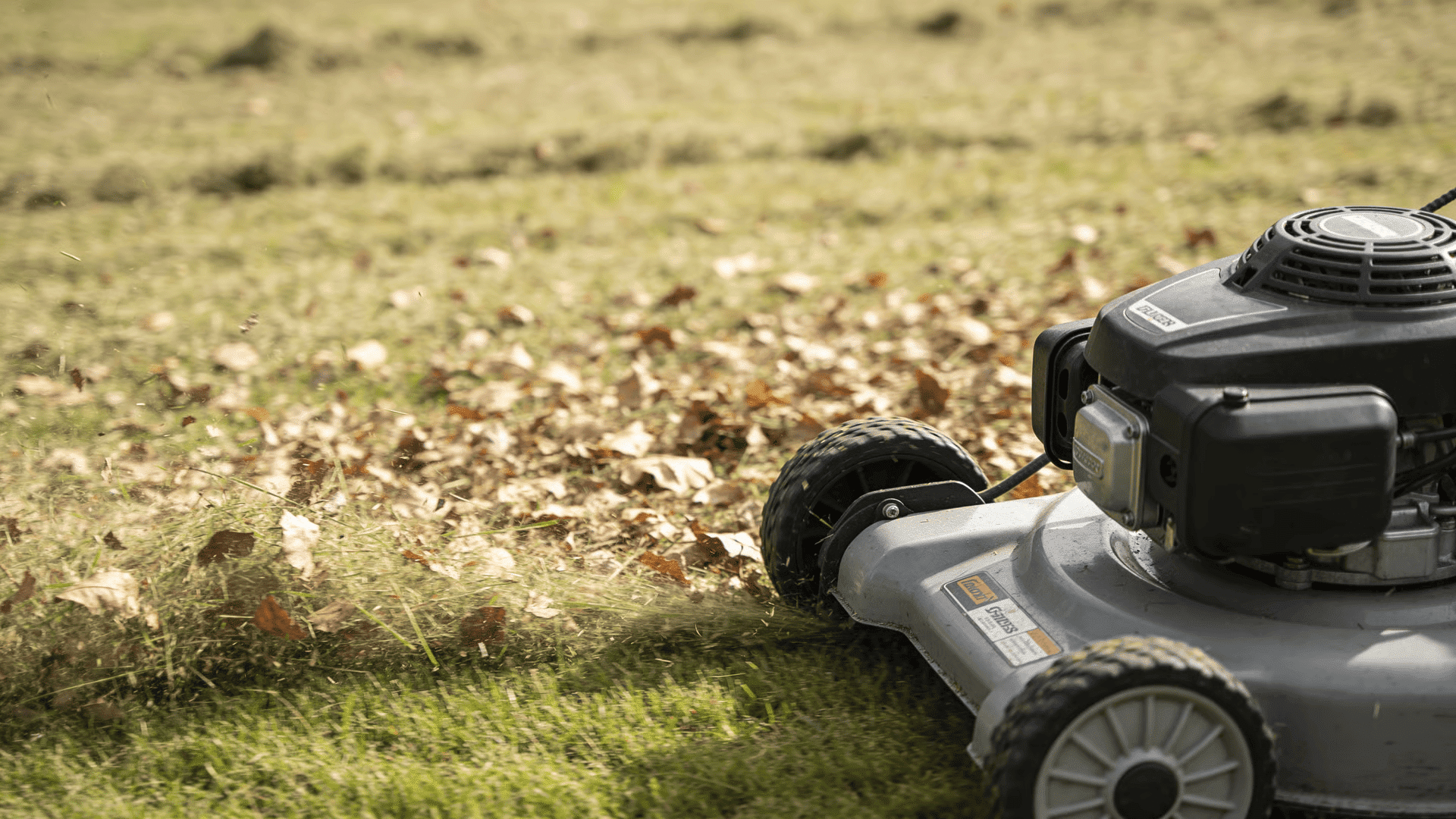 Dry leaves and grass clippings chopped into mulch by a lawn mower