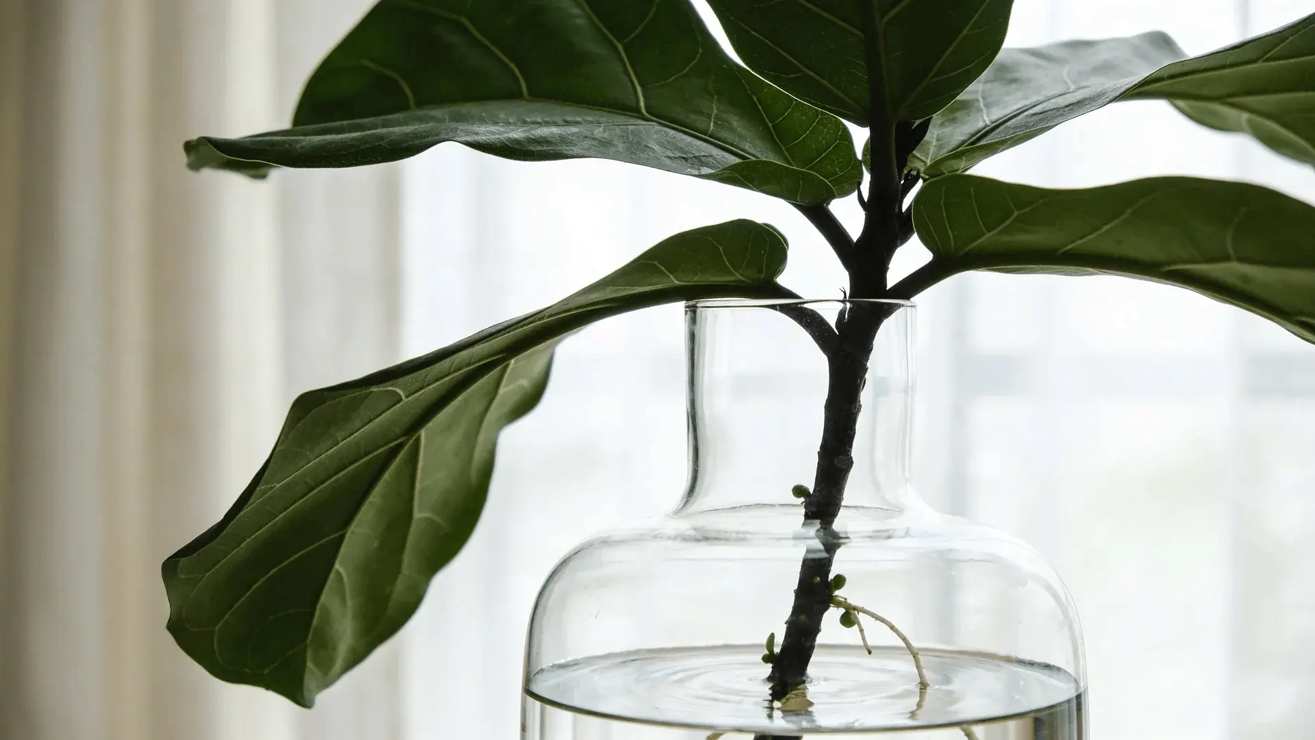 Fiddle leaf fig cutting with small roots in water near a bright window