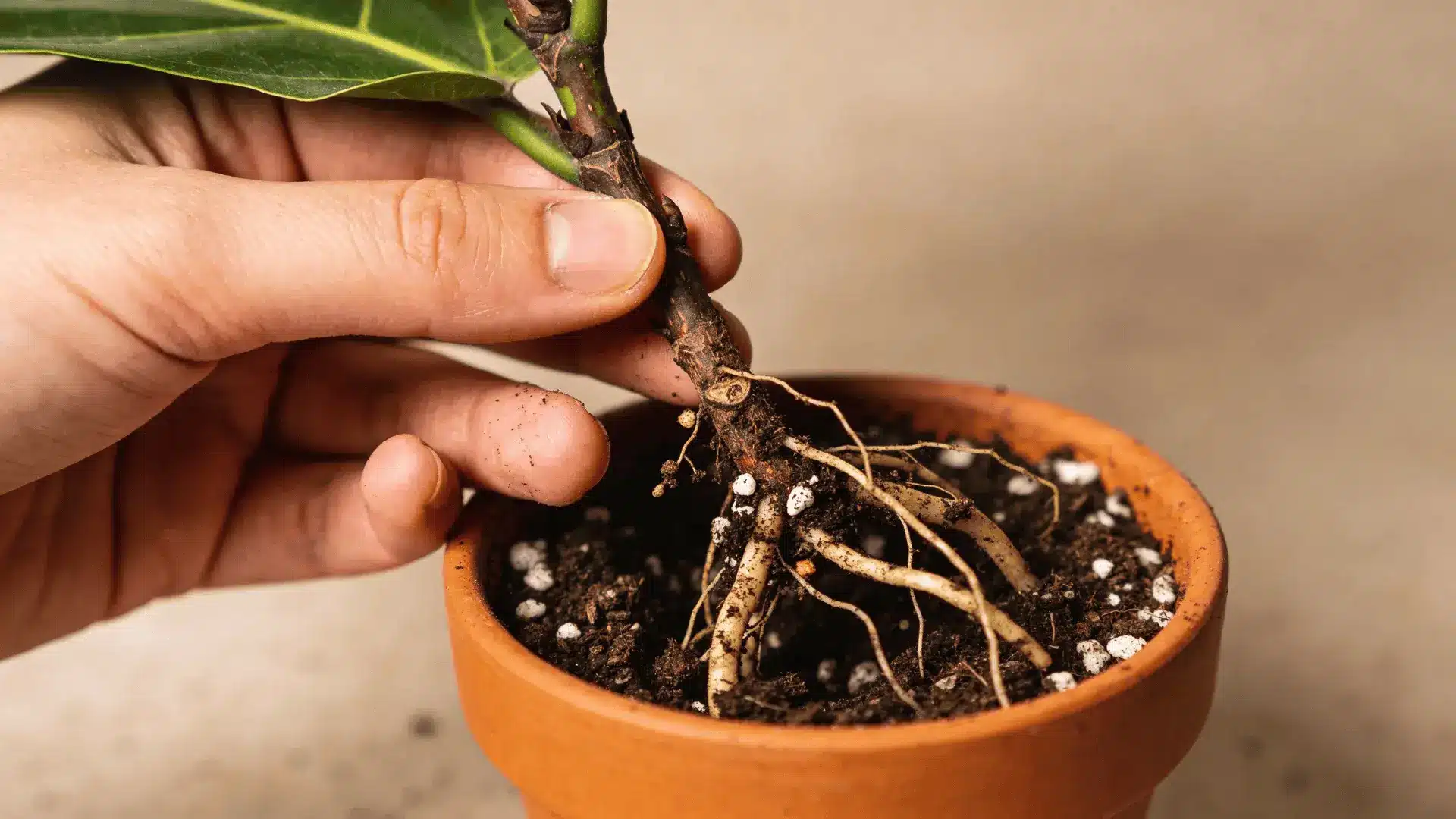 Fiddle leaf fig cutting with soil-dusted roots being placed into a pot with loose potting mix
