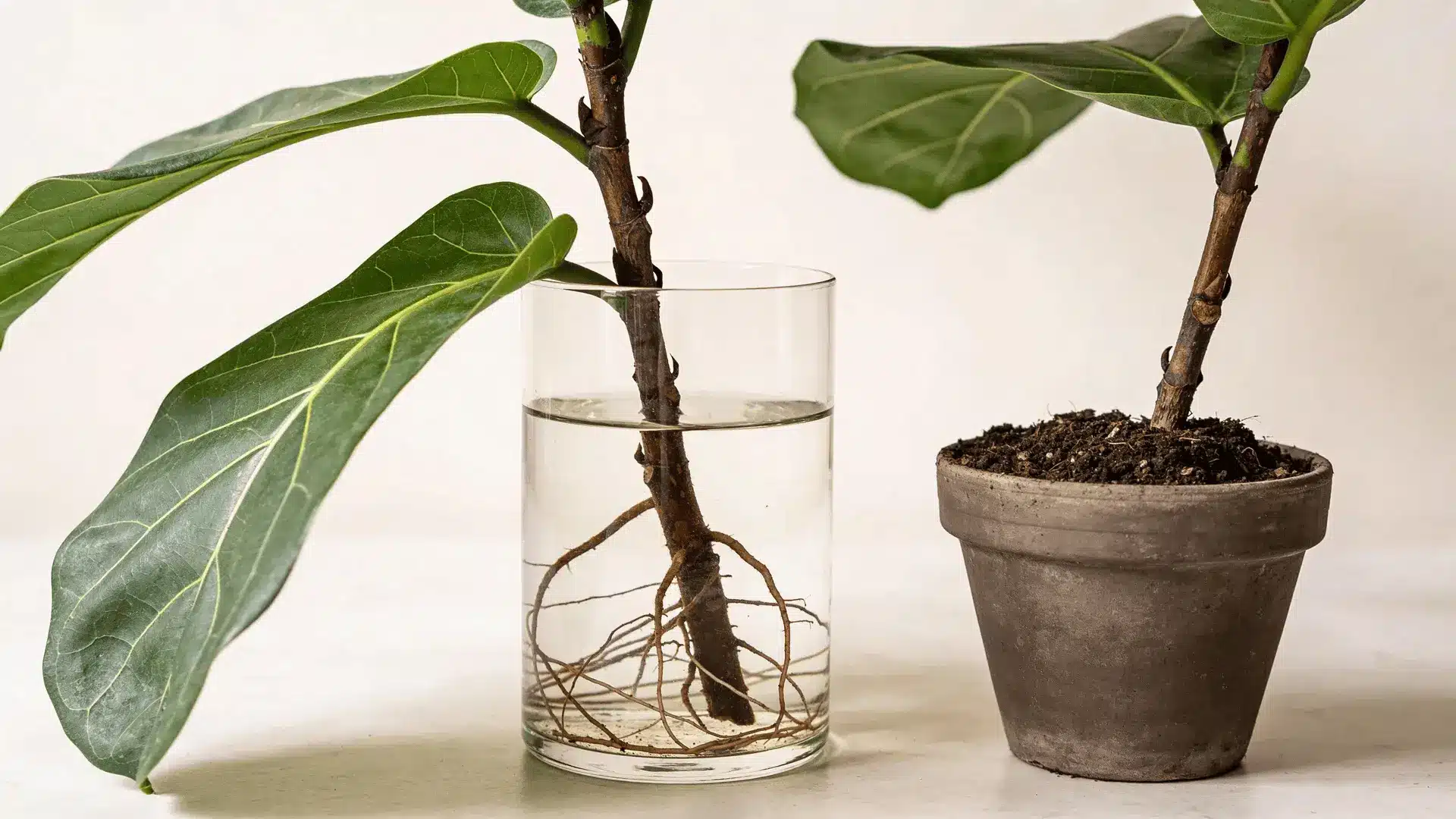 Fiddle leaf fig cuttings in water and in a small pot of soil side by side