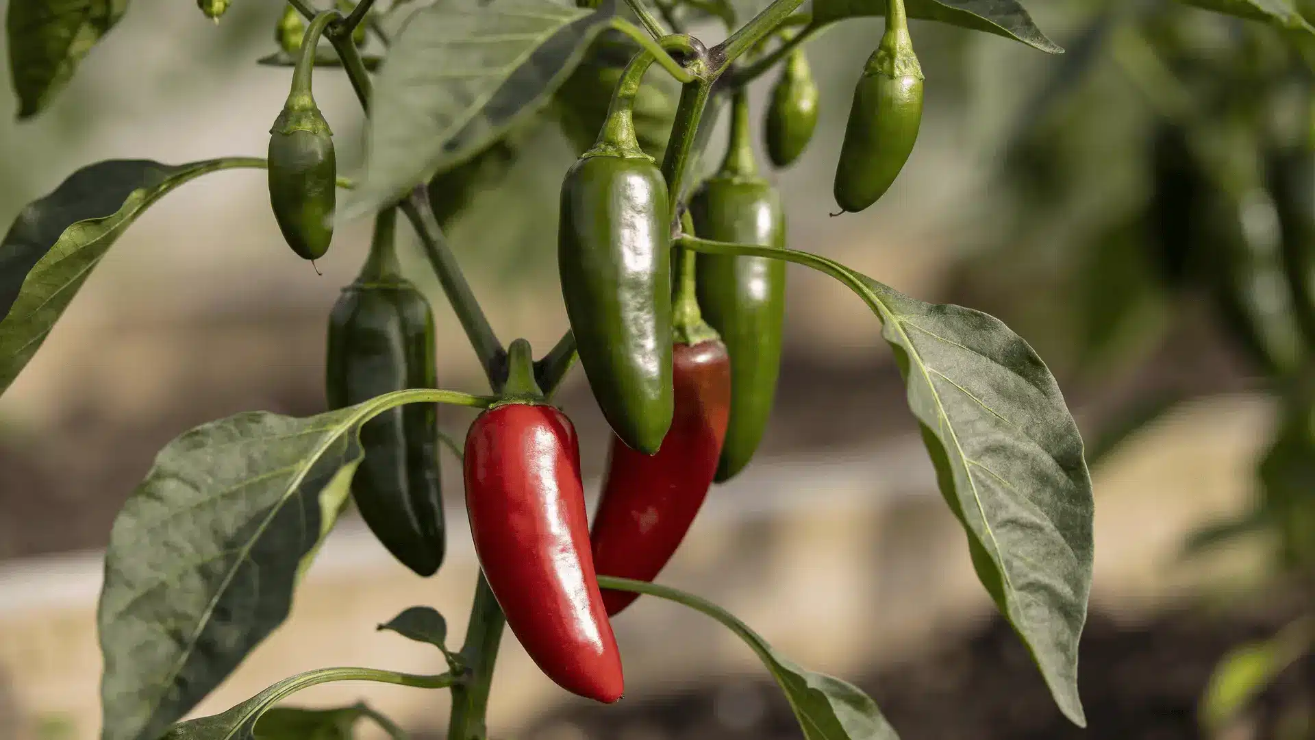 Green and red jalapeño peppers growing on the same plant