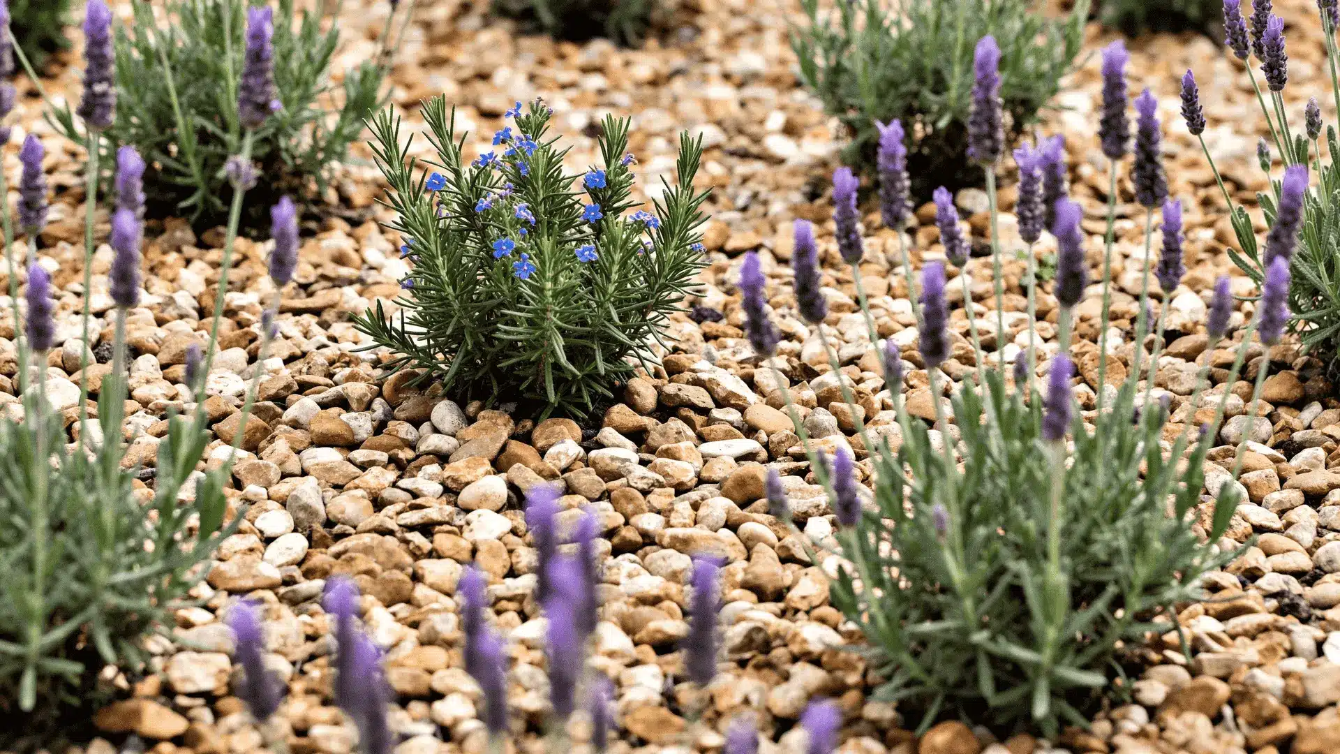 Lavender and rosemary shrubs planted in gravel with space between plants