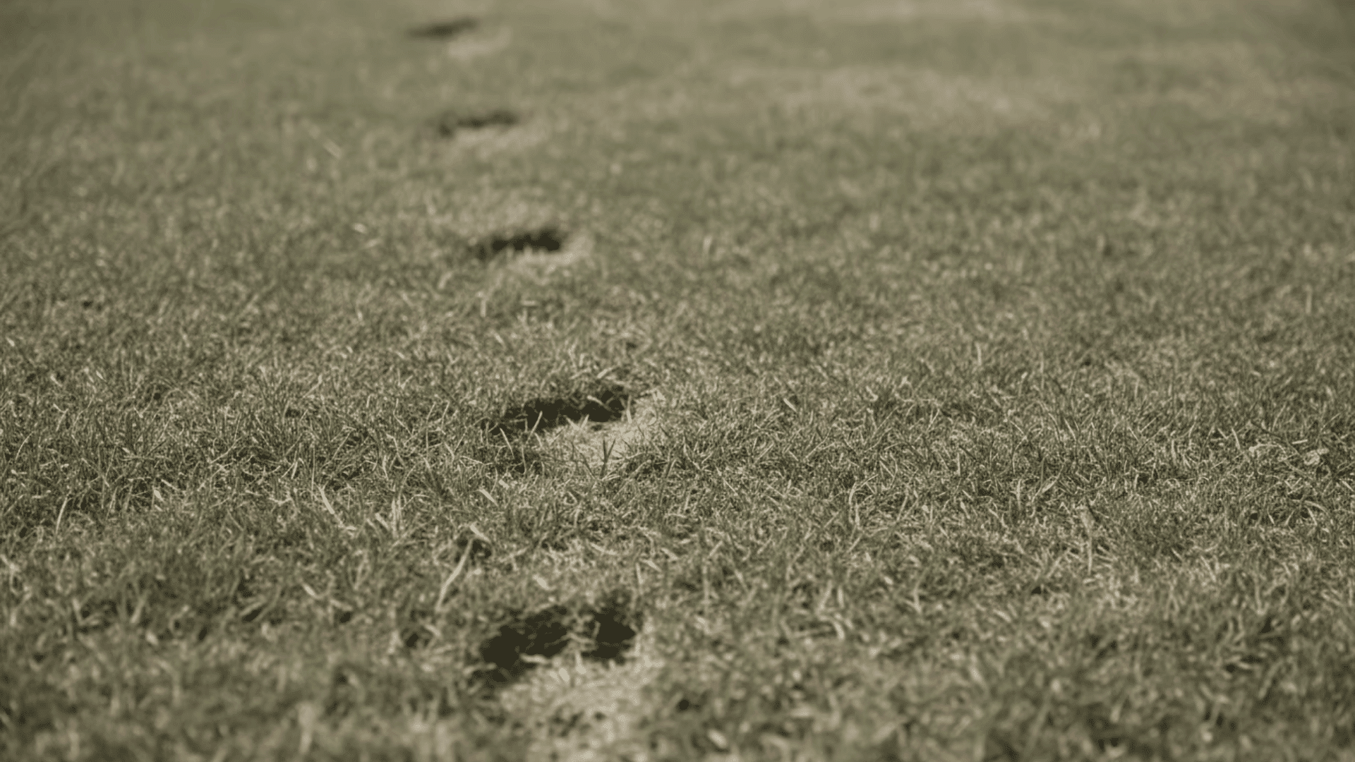 Lawn grass with dull color and visible footprints that remain, showing early signs the lawn needs water