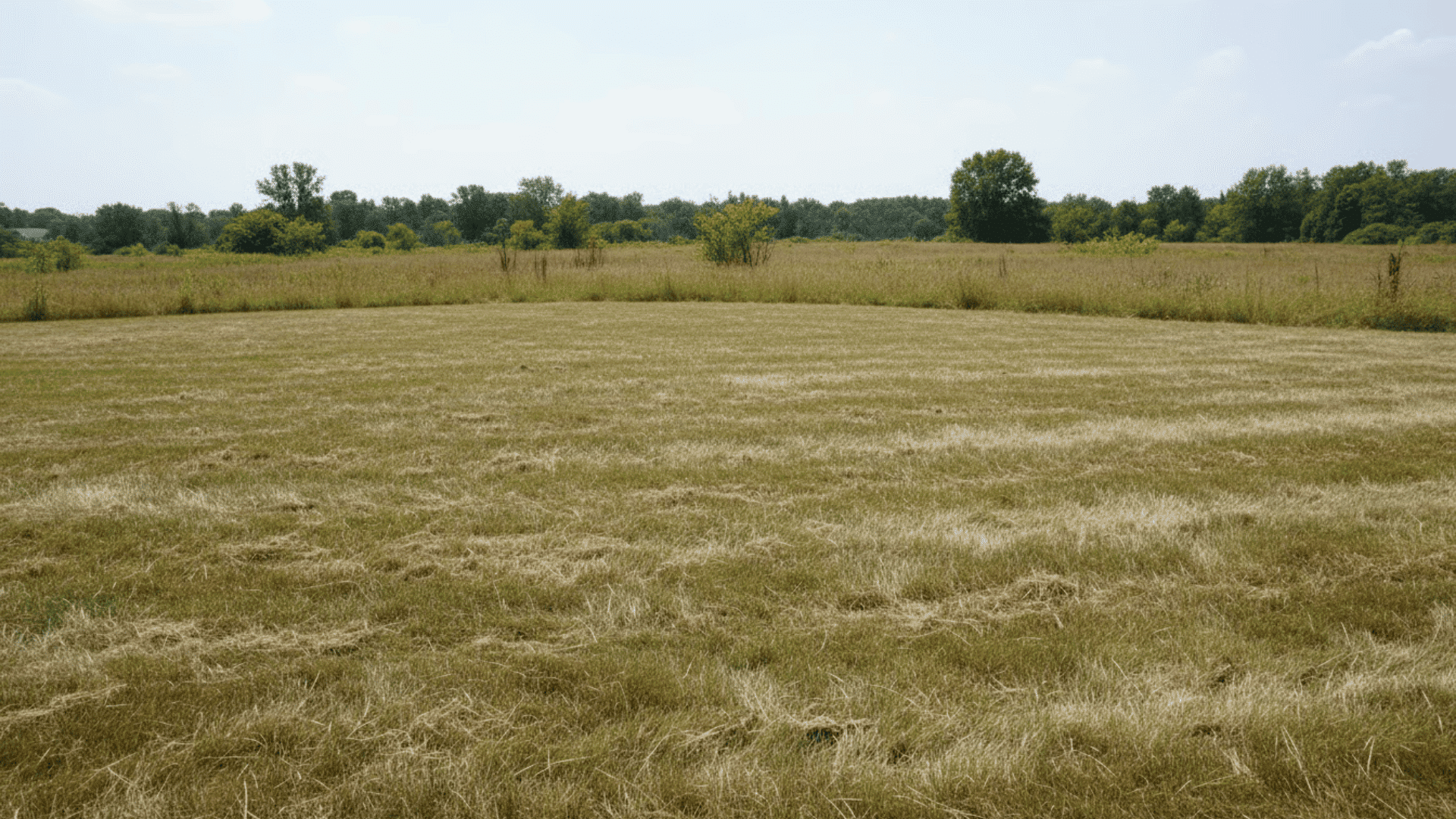 Lawn under bright midday sun with dry grass and harsh light, showing poor conditions for watering