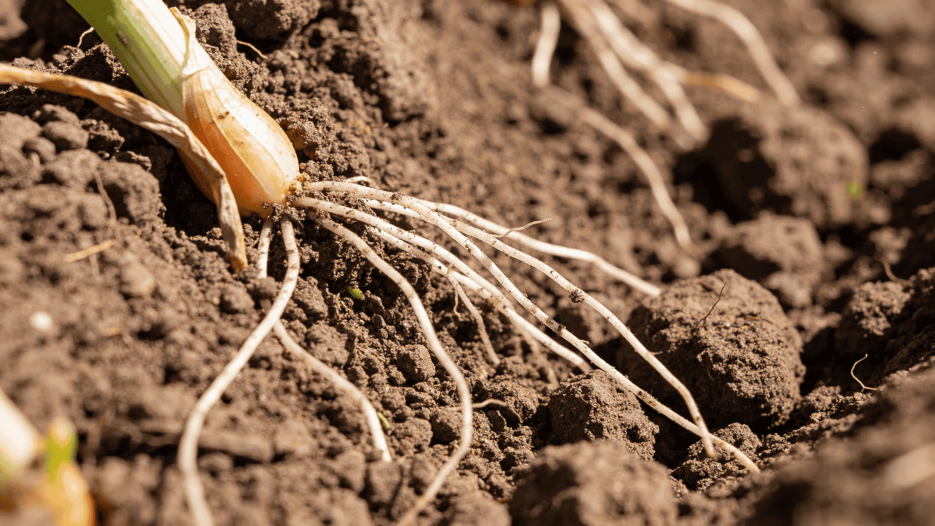 Loose garden soil showing early onion root growth near the surface