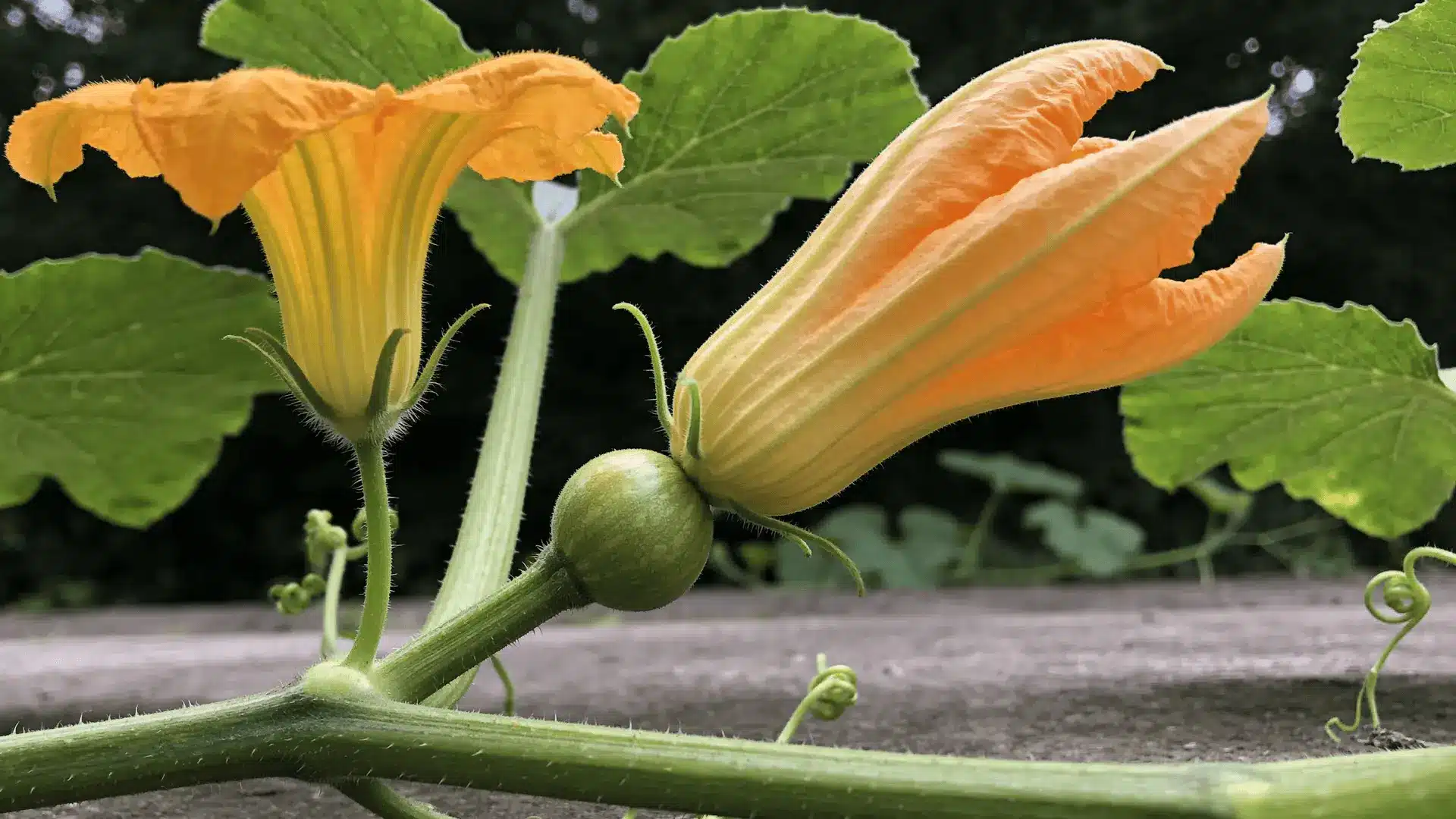 Male and female pumpkin flowers with visible structural differences