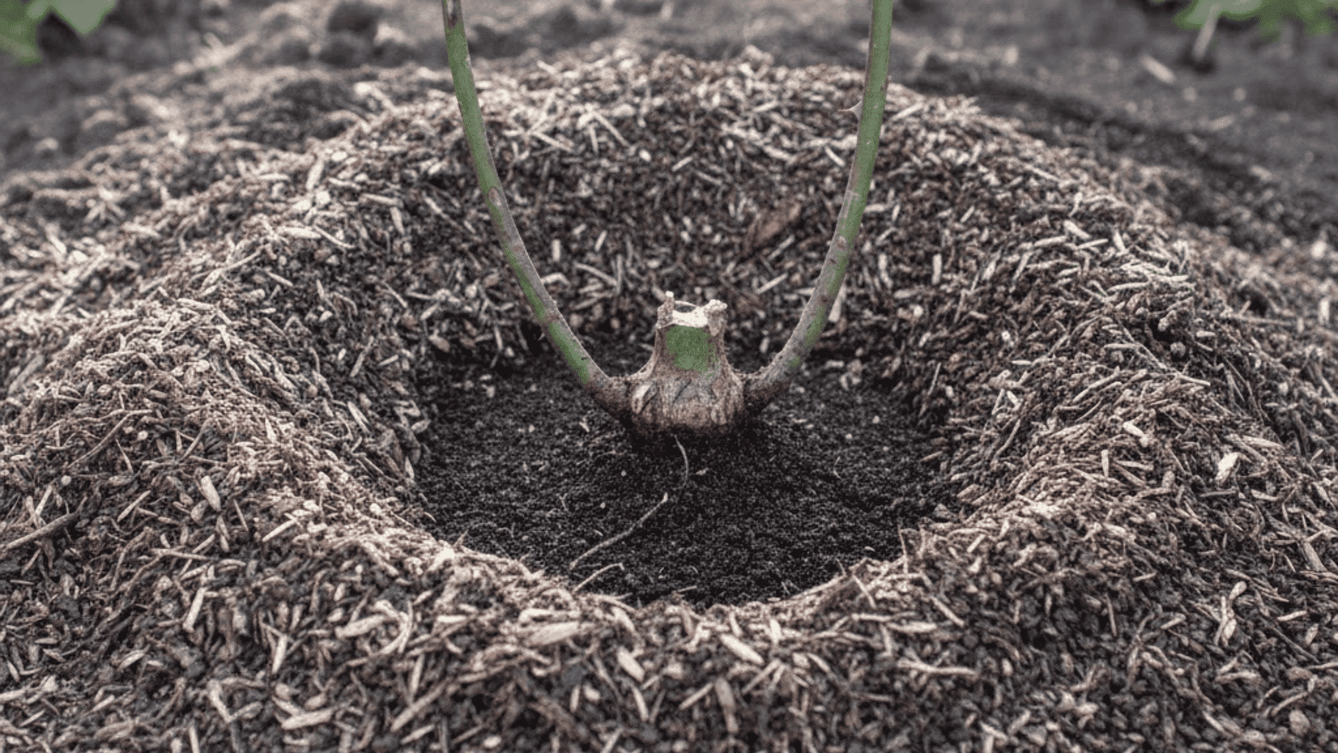Mulch spread around the base of a rose plant while keeping space clear around the stem
