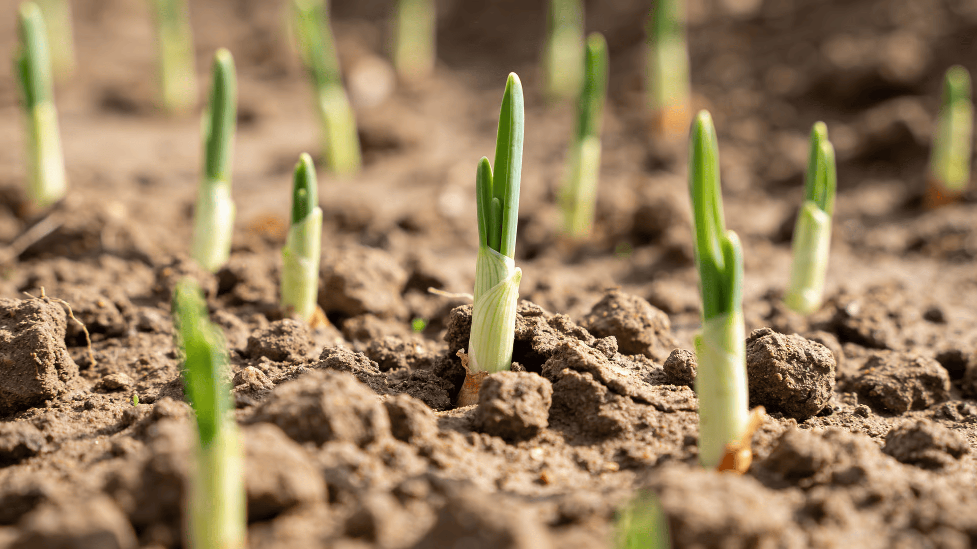Newly planted onions showing early leaf growth above soil