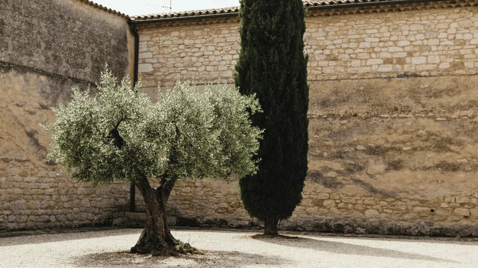 Olive tree and tall cypress tree in a gravel courtyard with stone walls