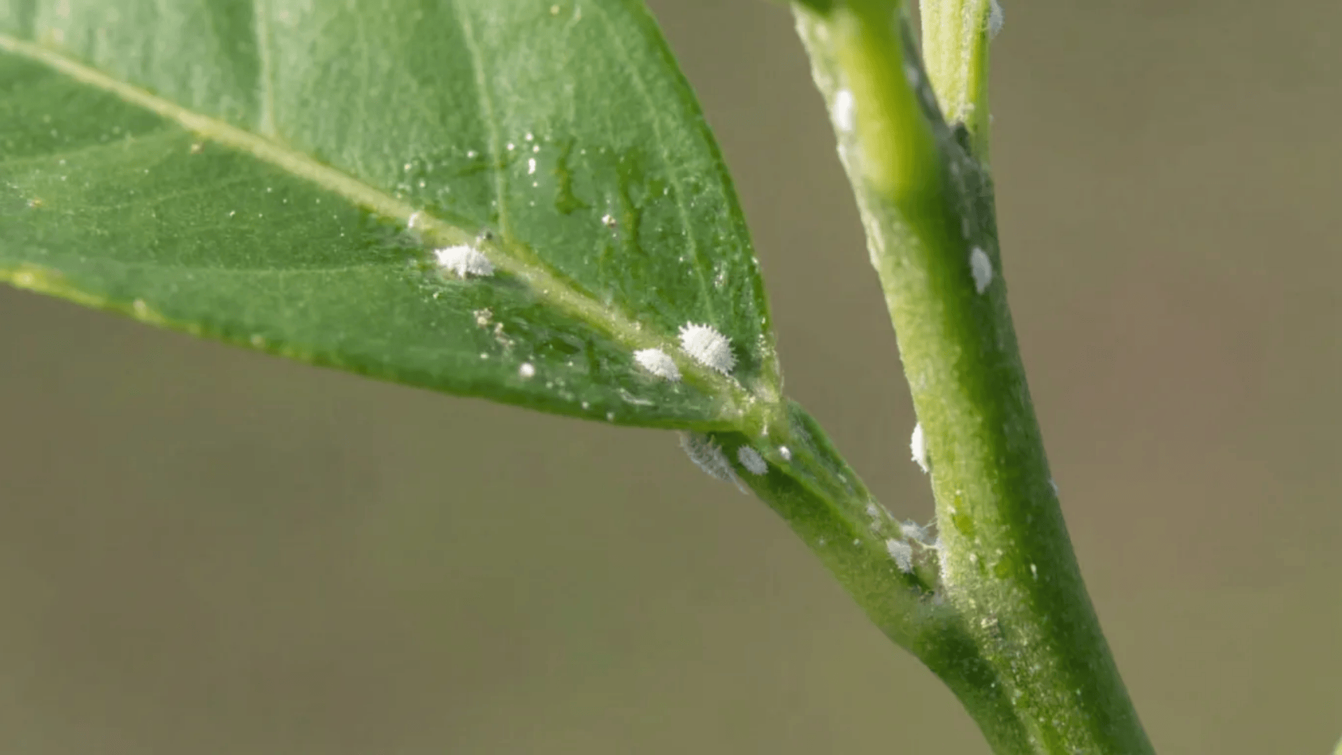 Plant stem and leaf joint showing small white cotton-like spots and sticky residue as early signs of mealybugs