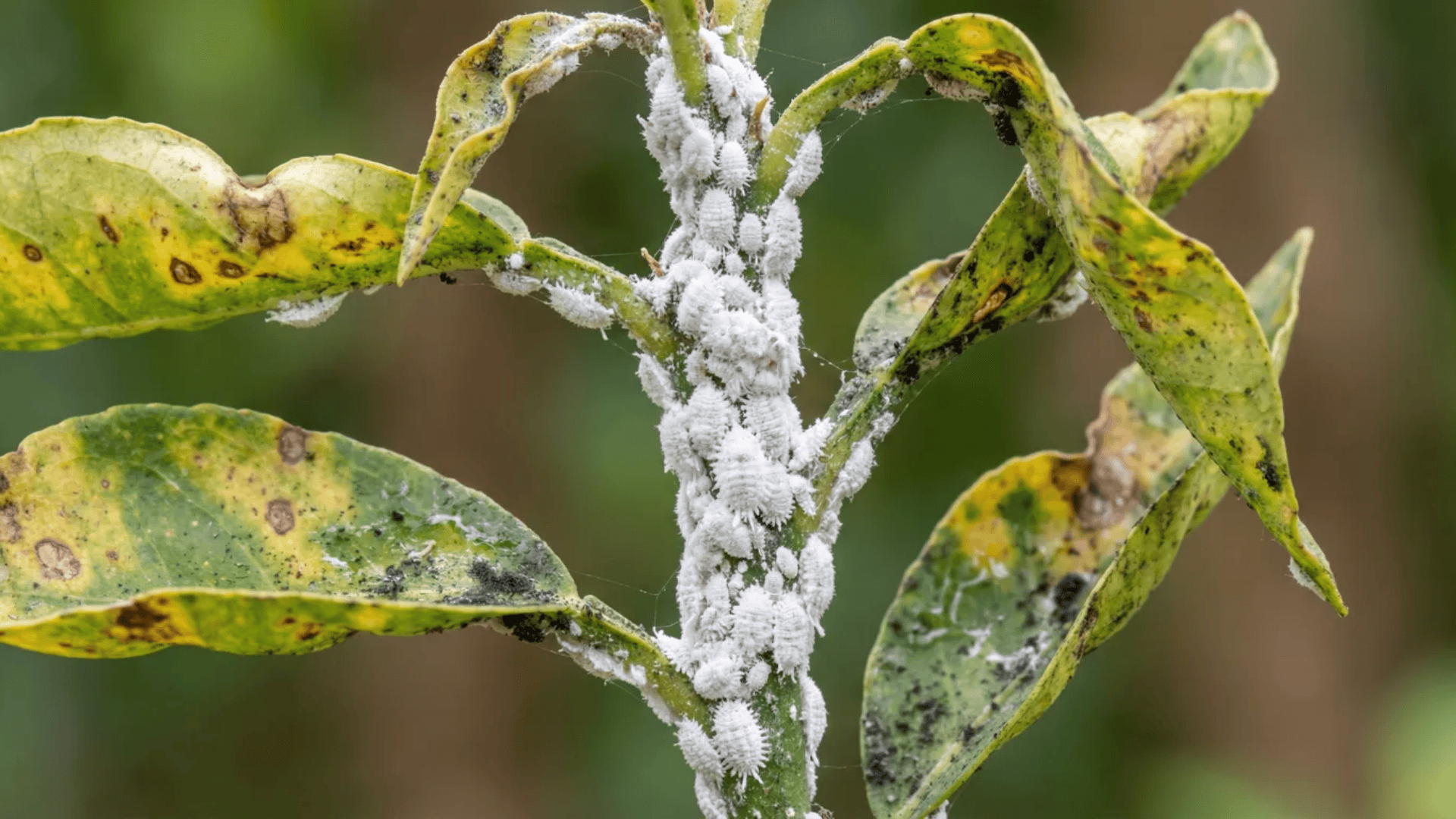 Plant stem covered in thick white cottony mealybug clusters with yellowing leaves showing advanced infestation