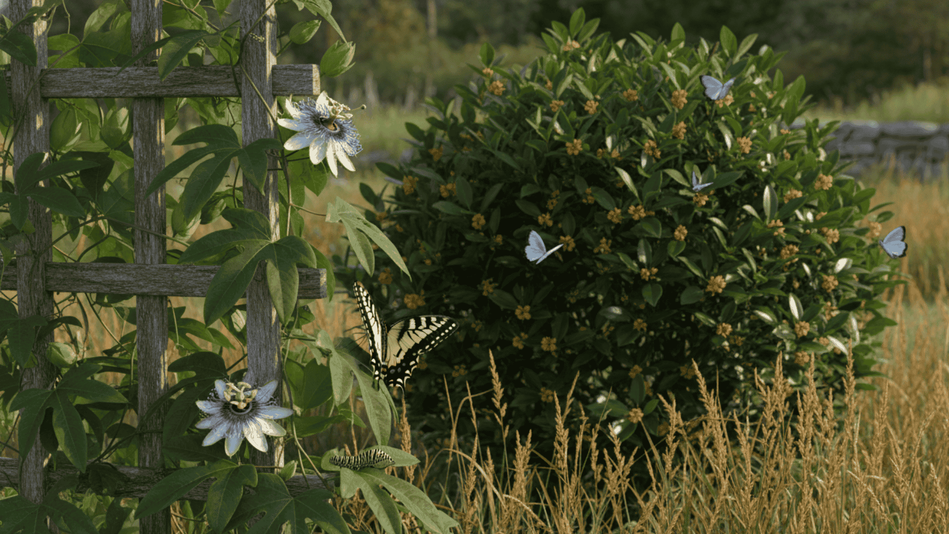 Plants That Attract Butterflies Beyond Flowers