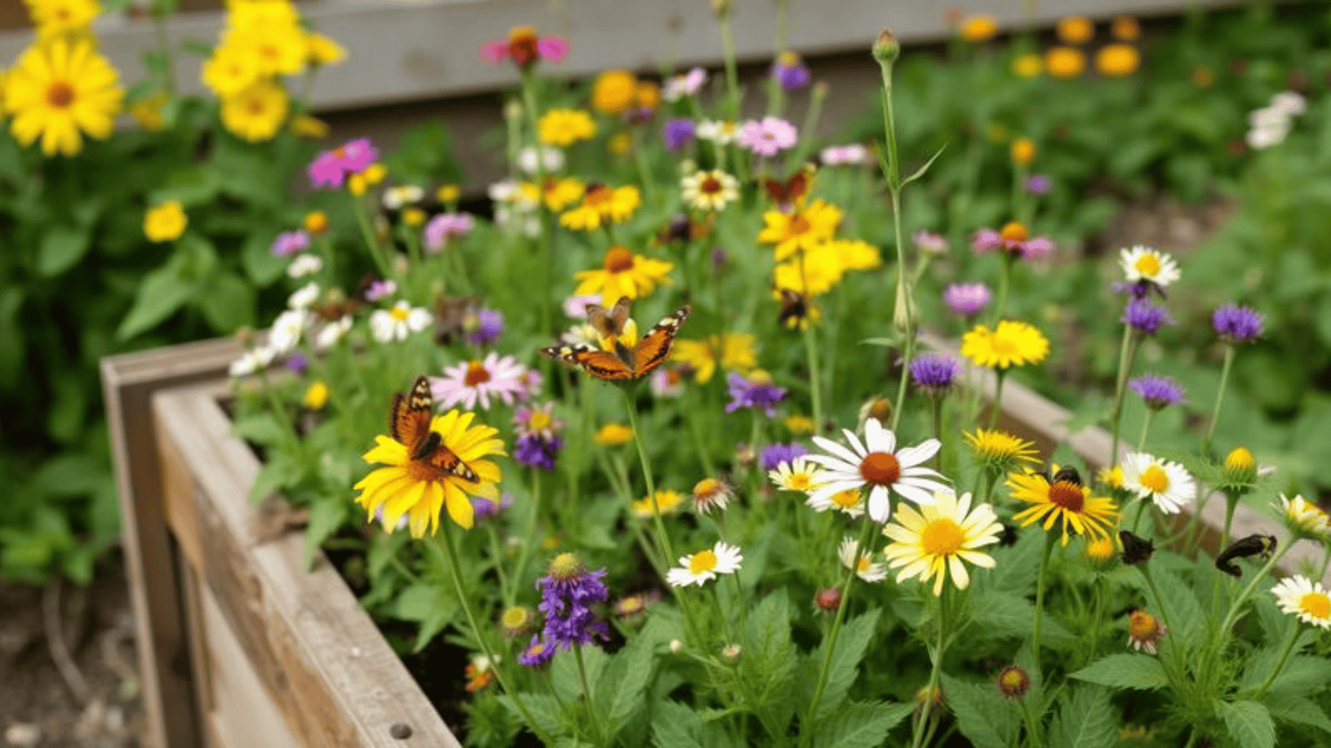 Pollinator Flower Bed