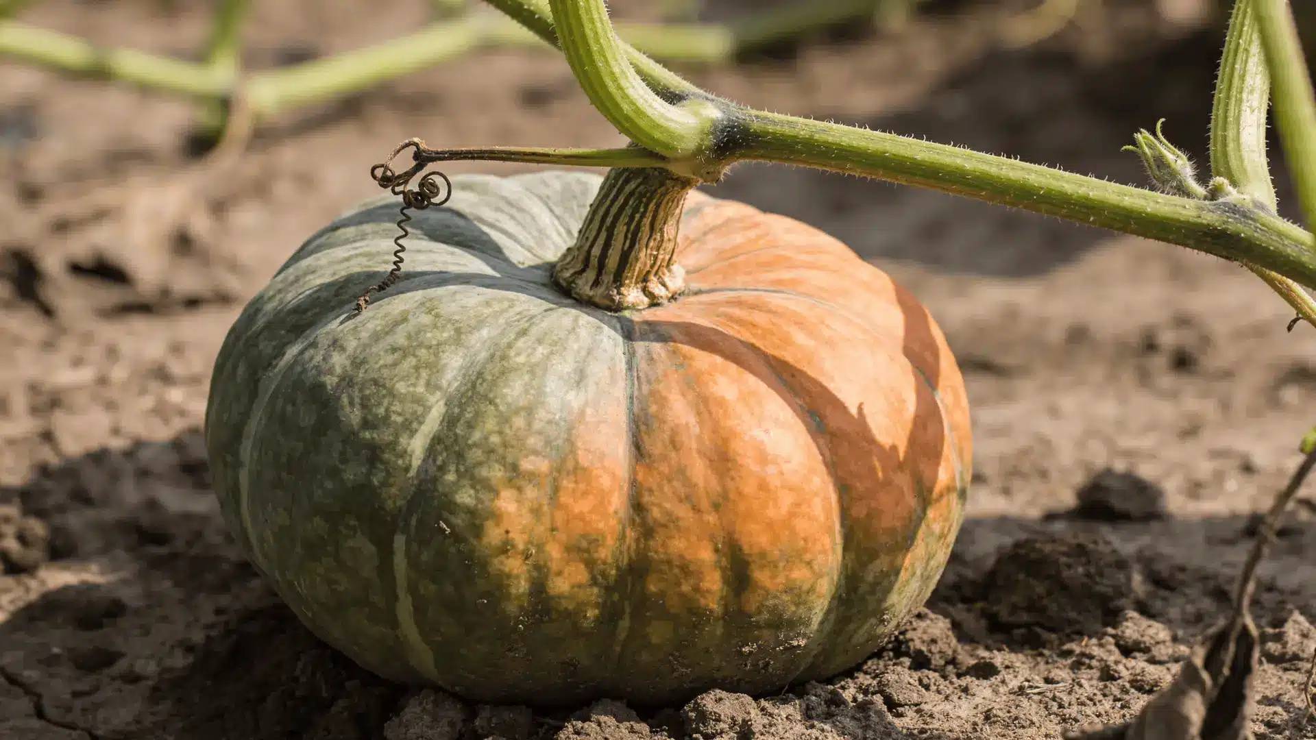 Pumpkin growing on vine as rind thickens and color develops