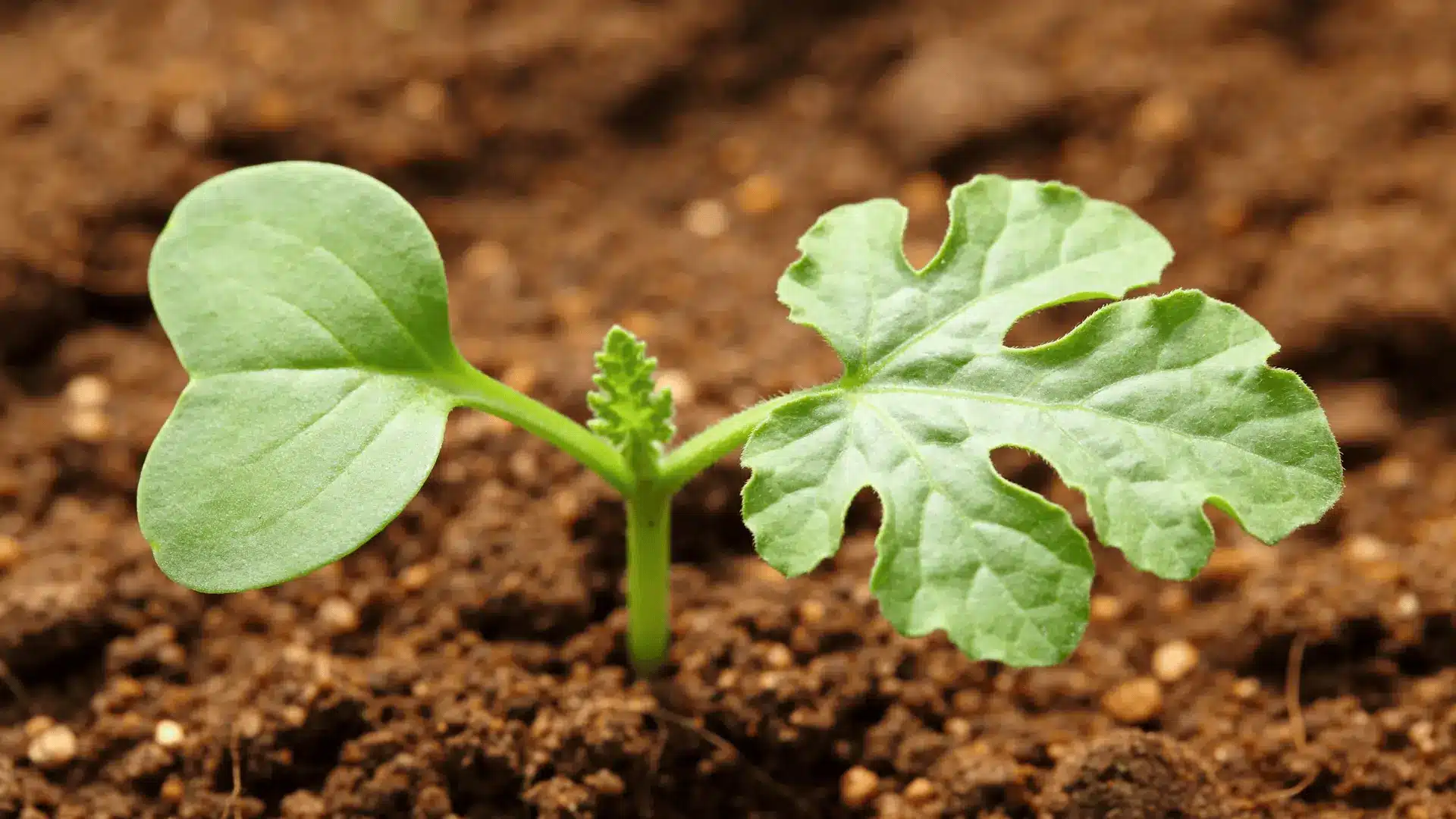 Pumpkin seedling showing seed leaves and first true leaves