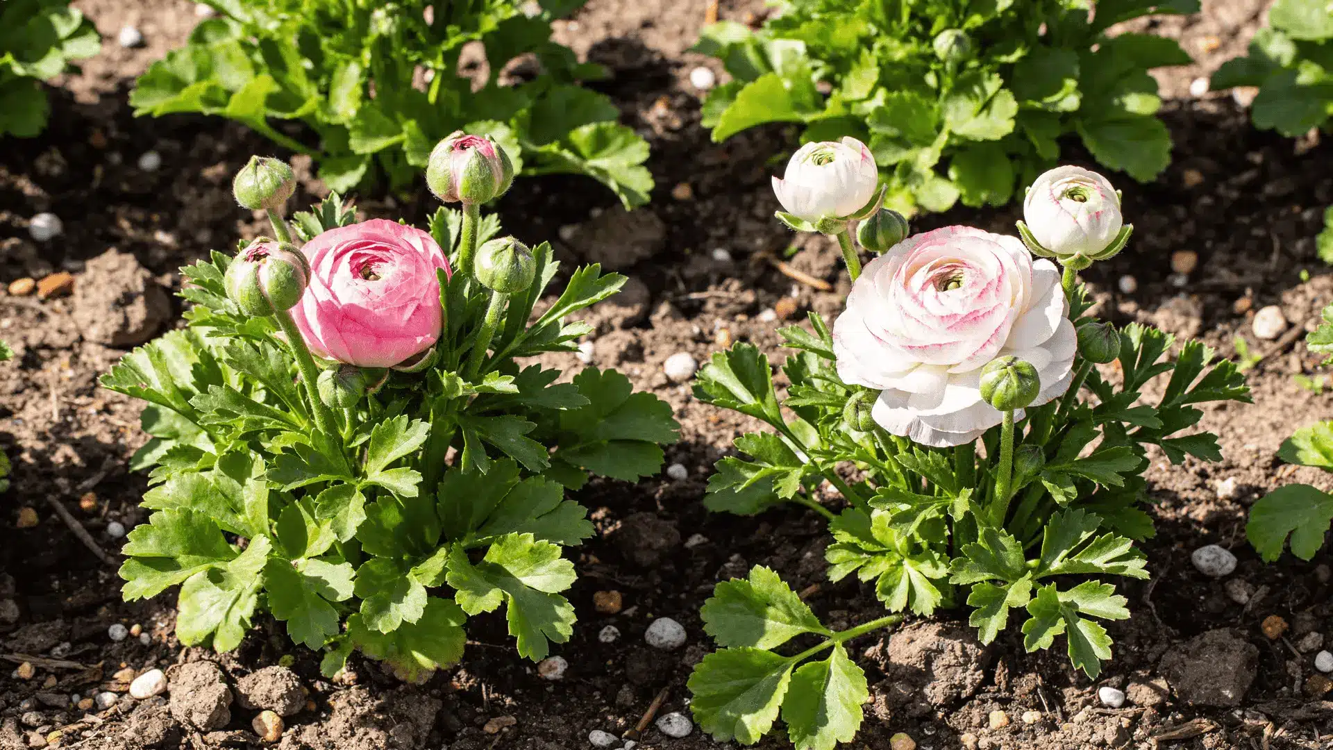 Ranunculus plants showing leaves, buds, and early flowers