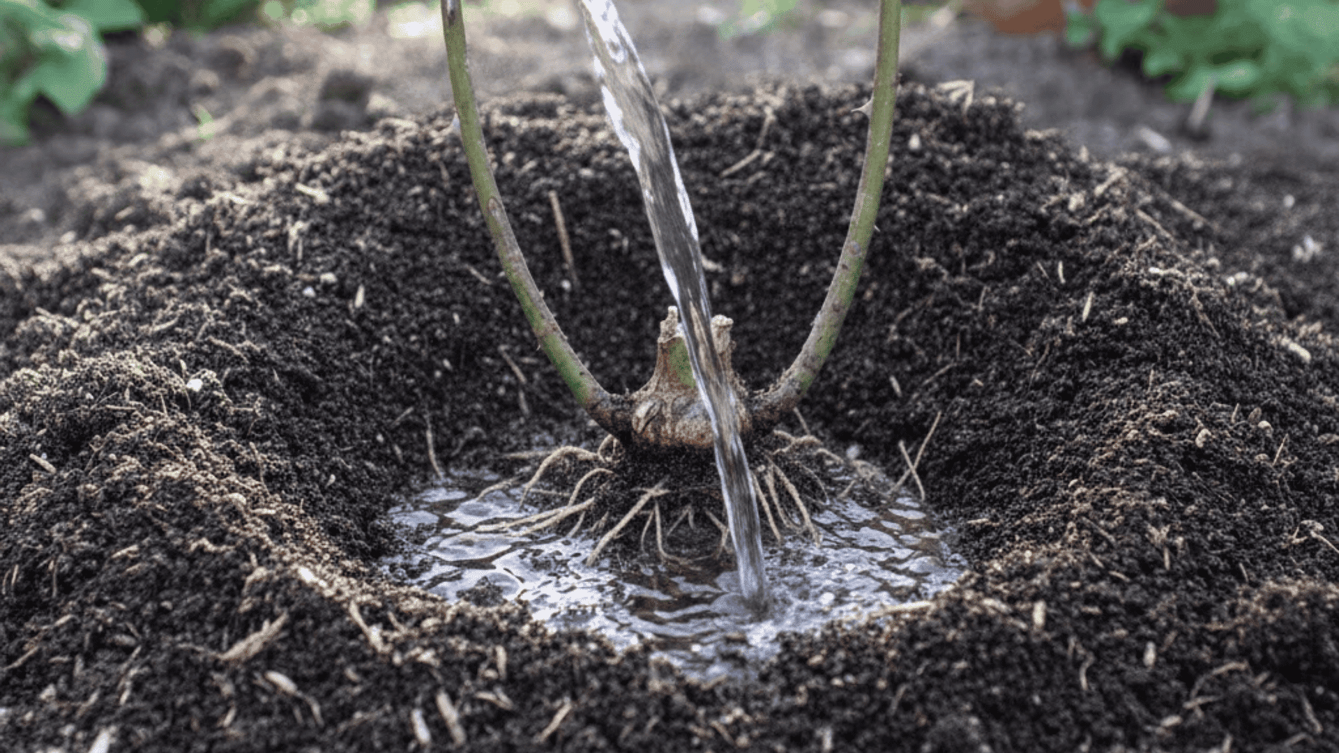 Soil being filled around a rose plant while water is applied to help settle the roots after planting