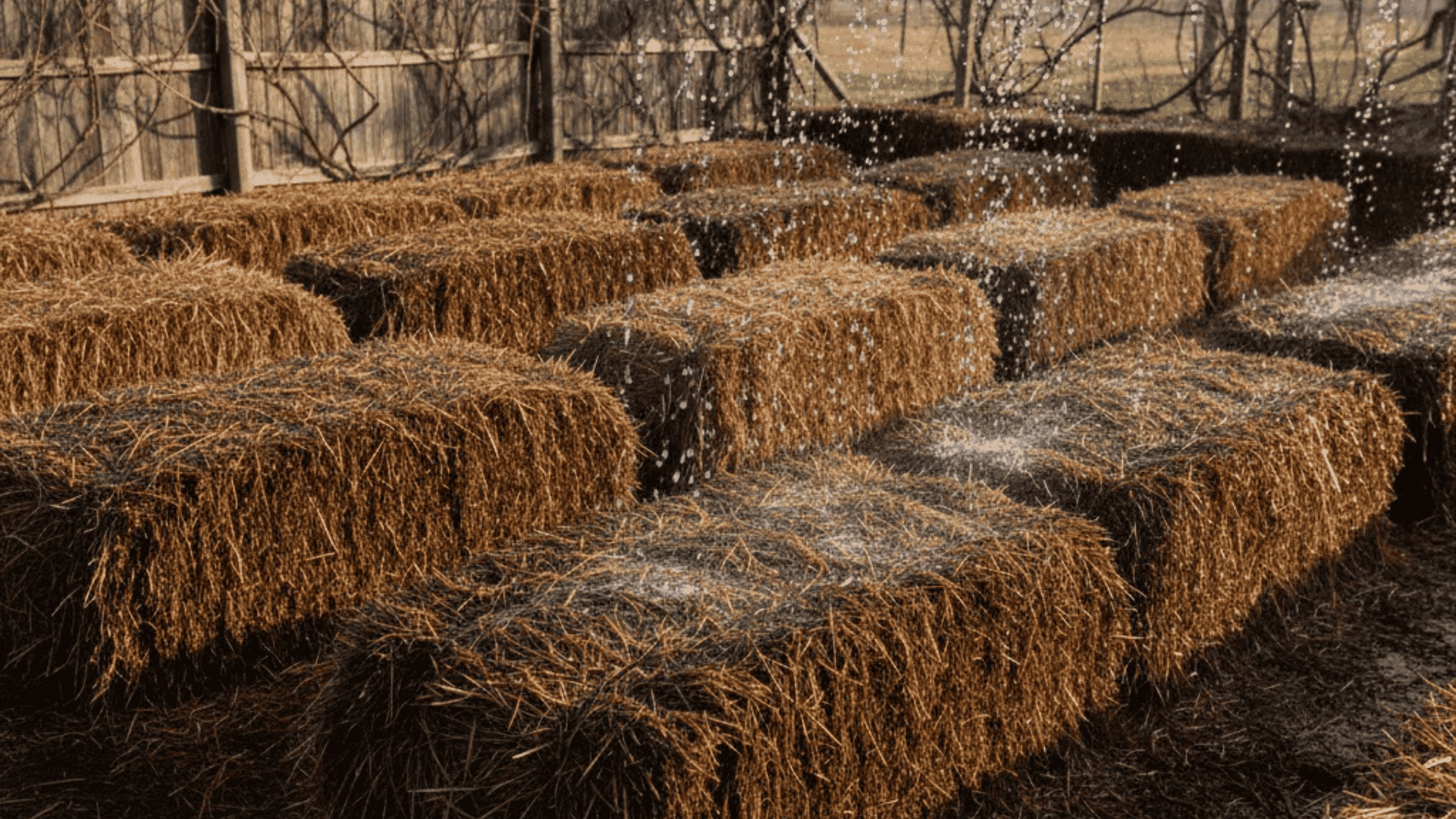 Straw bales being watered from the top during conditioning before planting vegetables in a garden