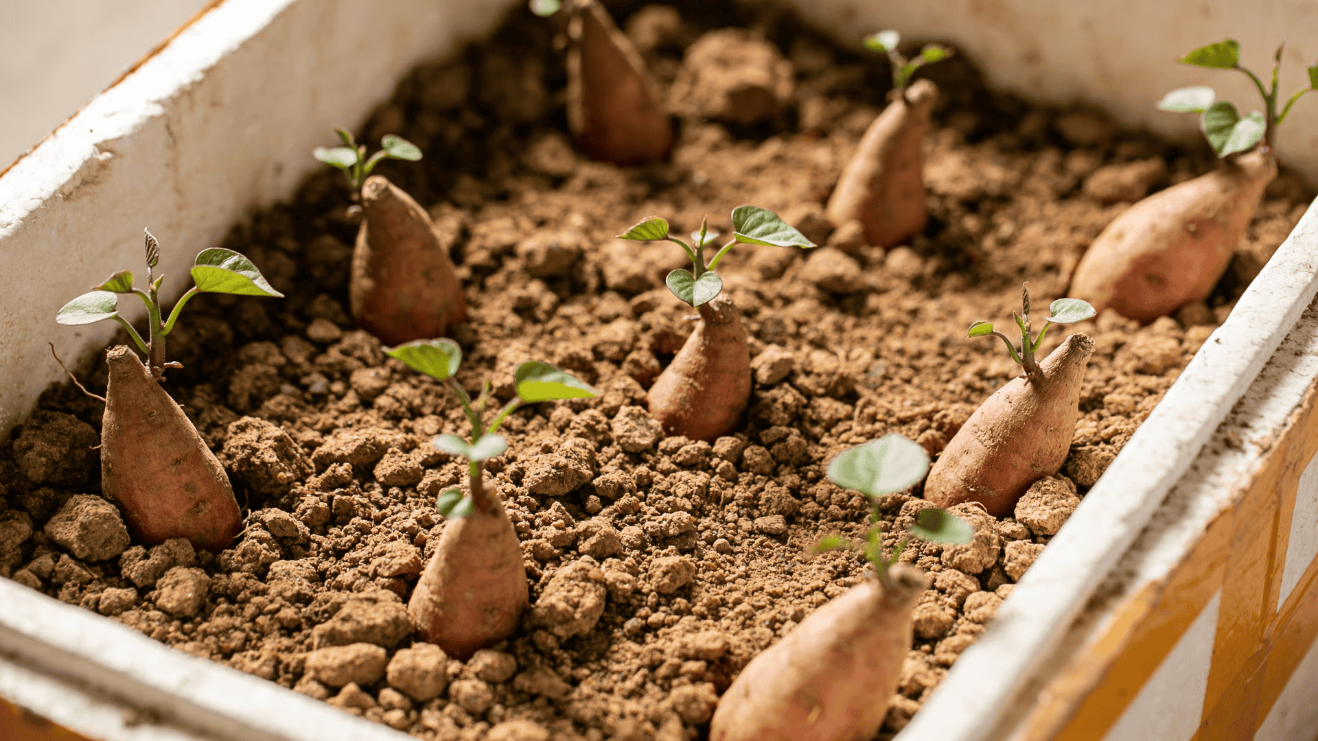 Sweet potato slips spaced evenly across soil surface in a single container