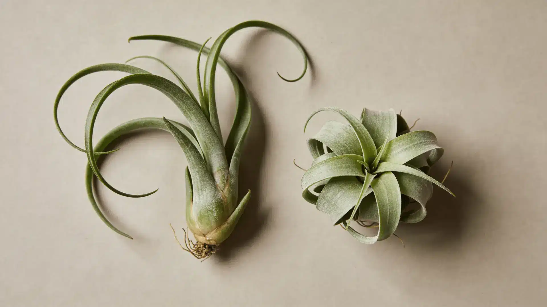 Two air plants showing different levels of leaf curl