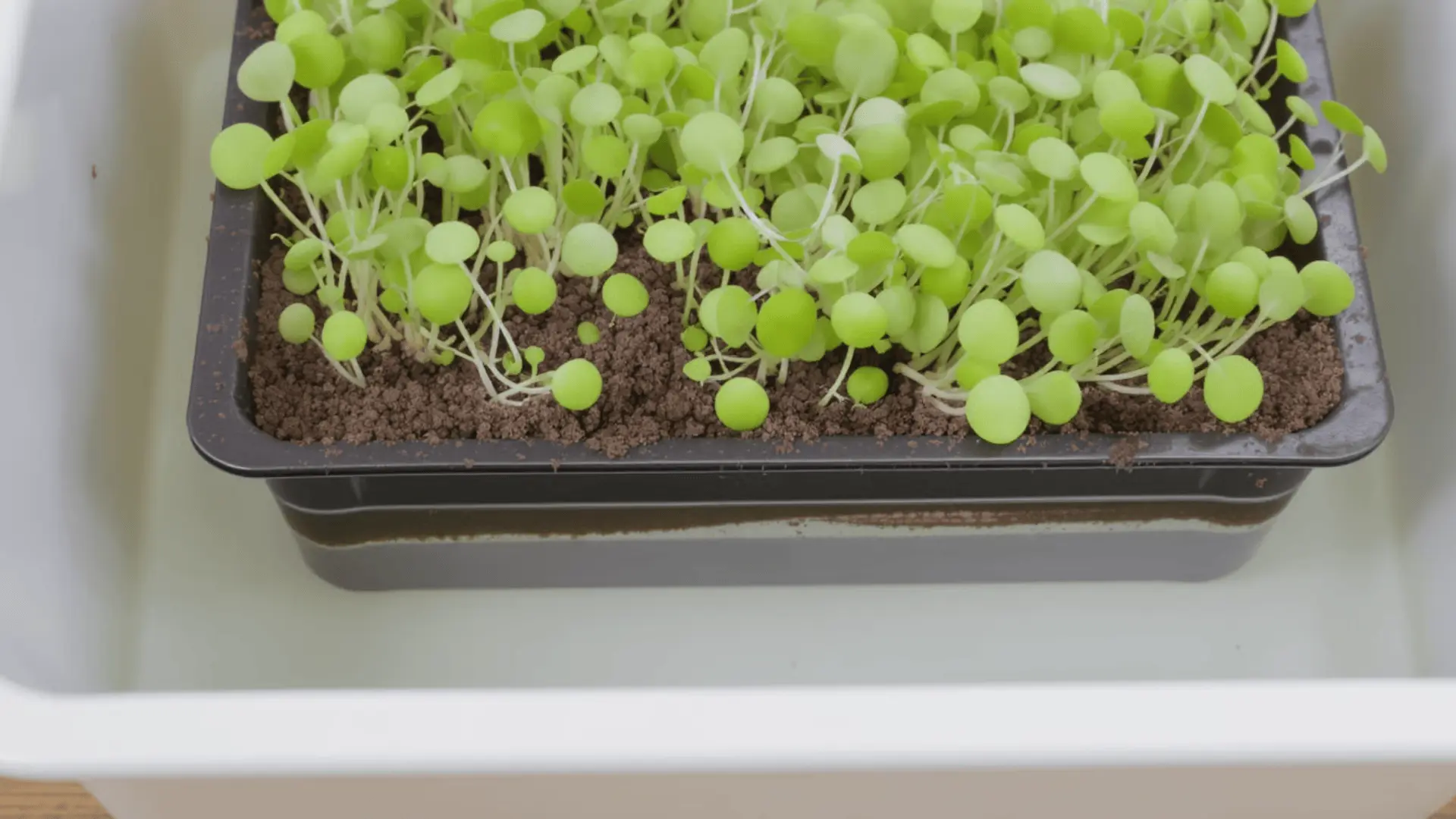 Water added to bottom tray beneath microgreens