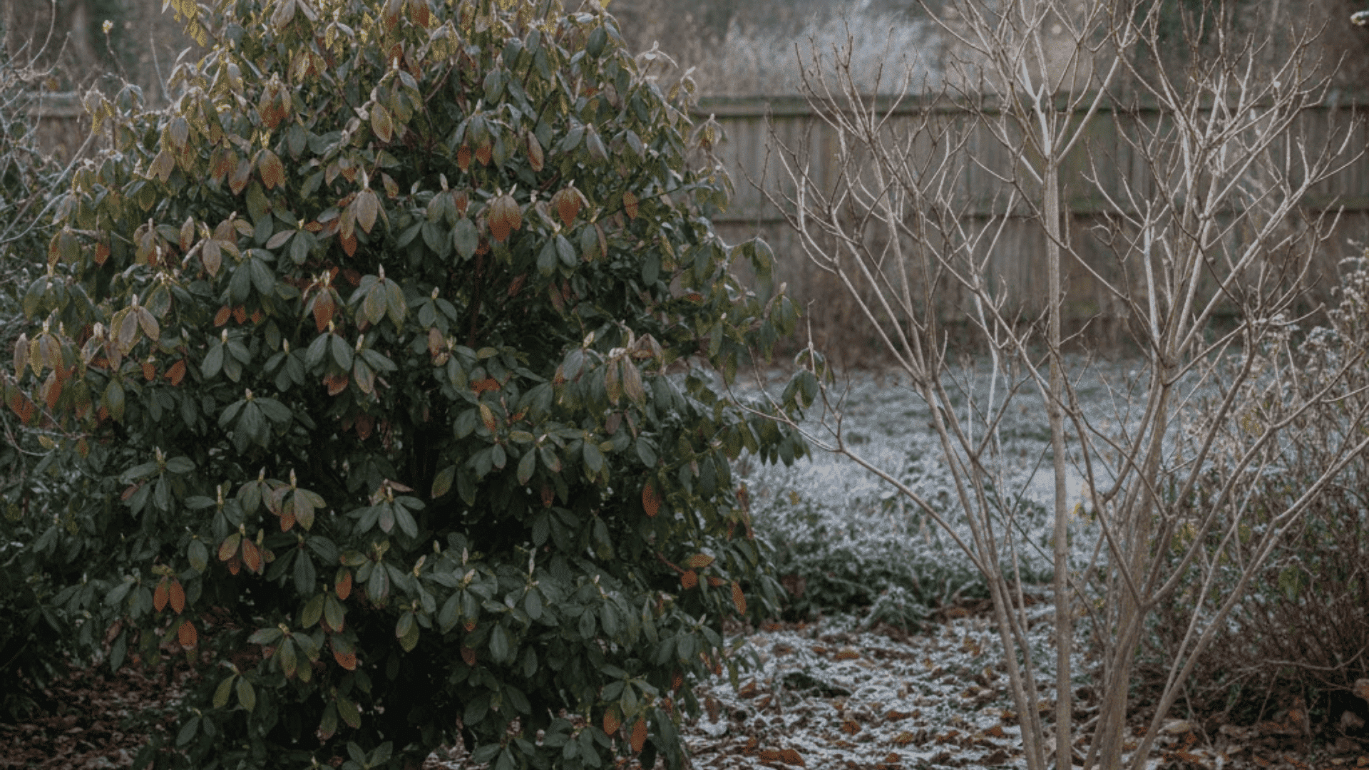 are azaleas evergreen in winter
