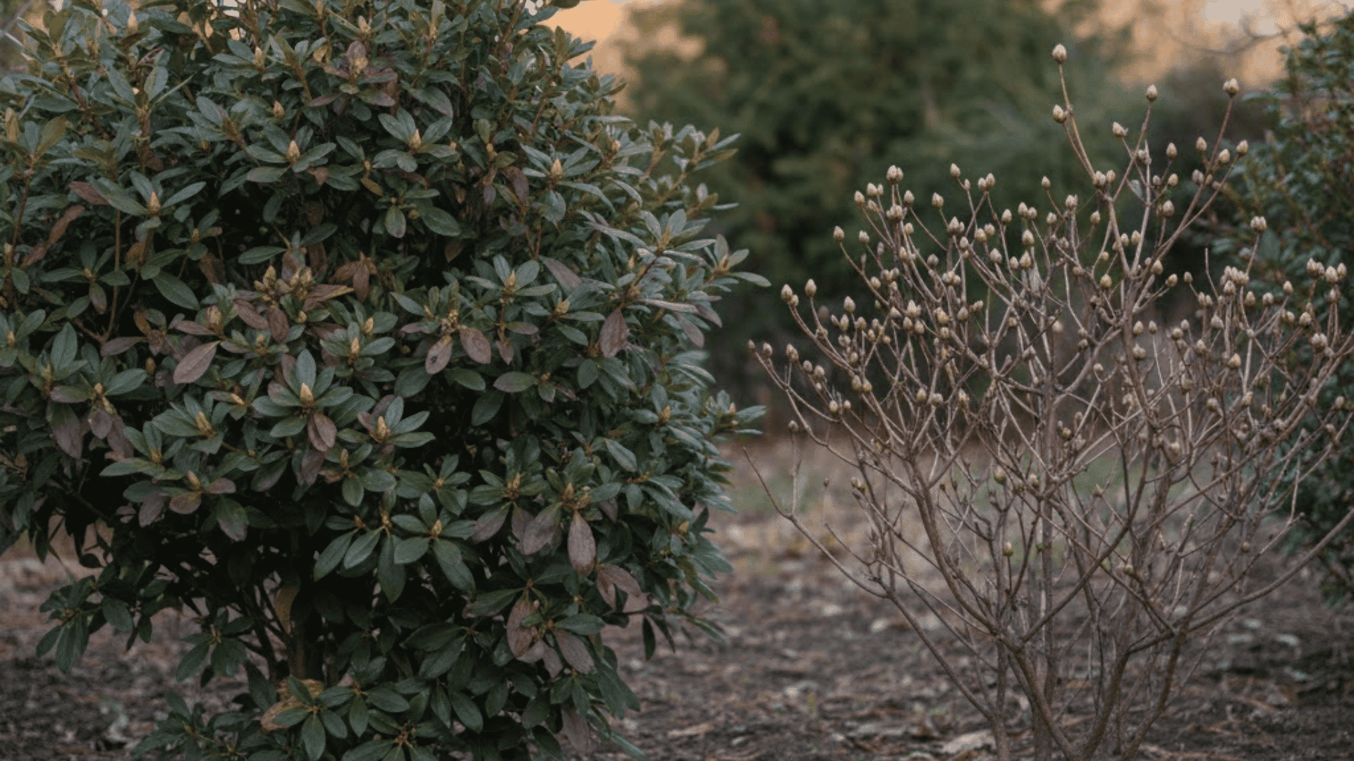 are azaleas evergreen