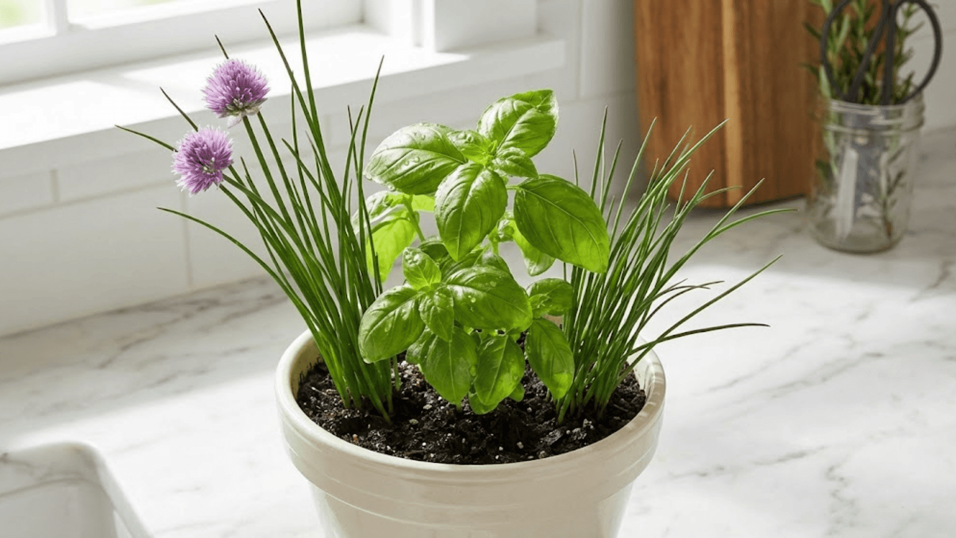 basil and chives growing together in small cream pot on white marble kitchen counter