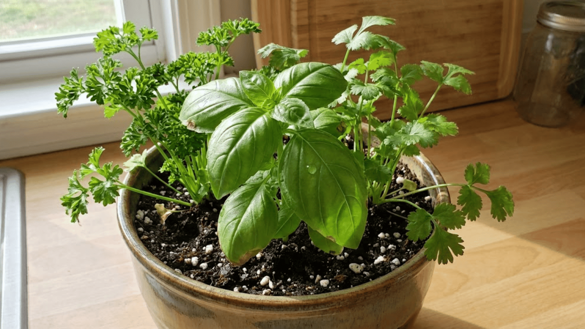 basil parsley and cilantro growing together in ceramic pot on kitchen counter with natural sunlight