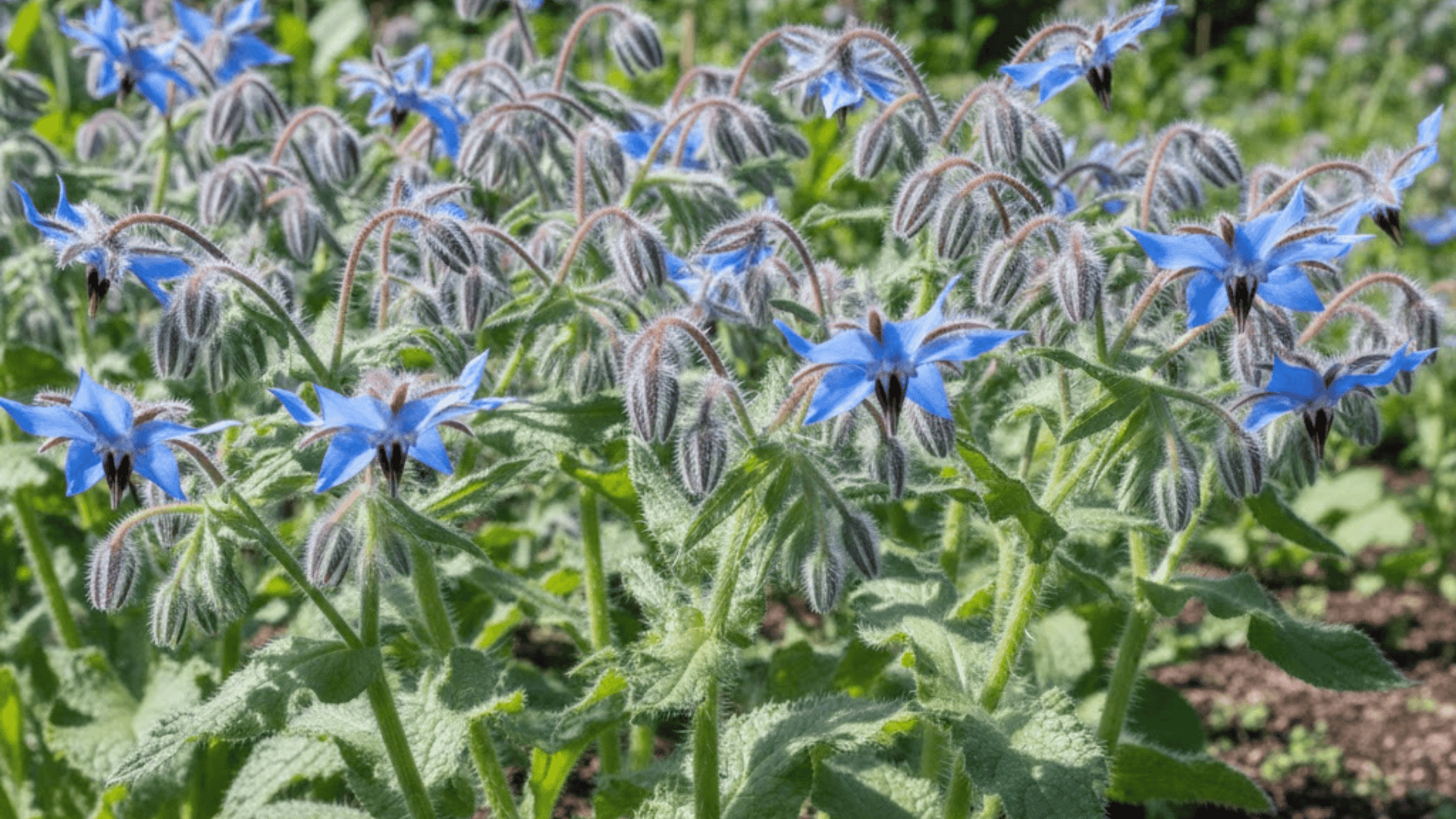 borage plants with bristly leaves and star shaped bright blue flowers with dark purple centers