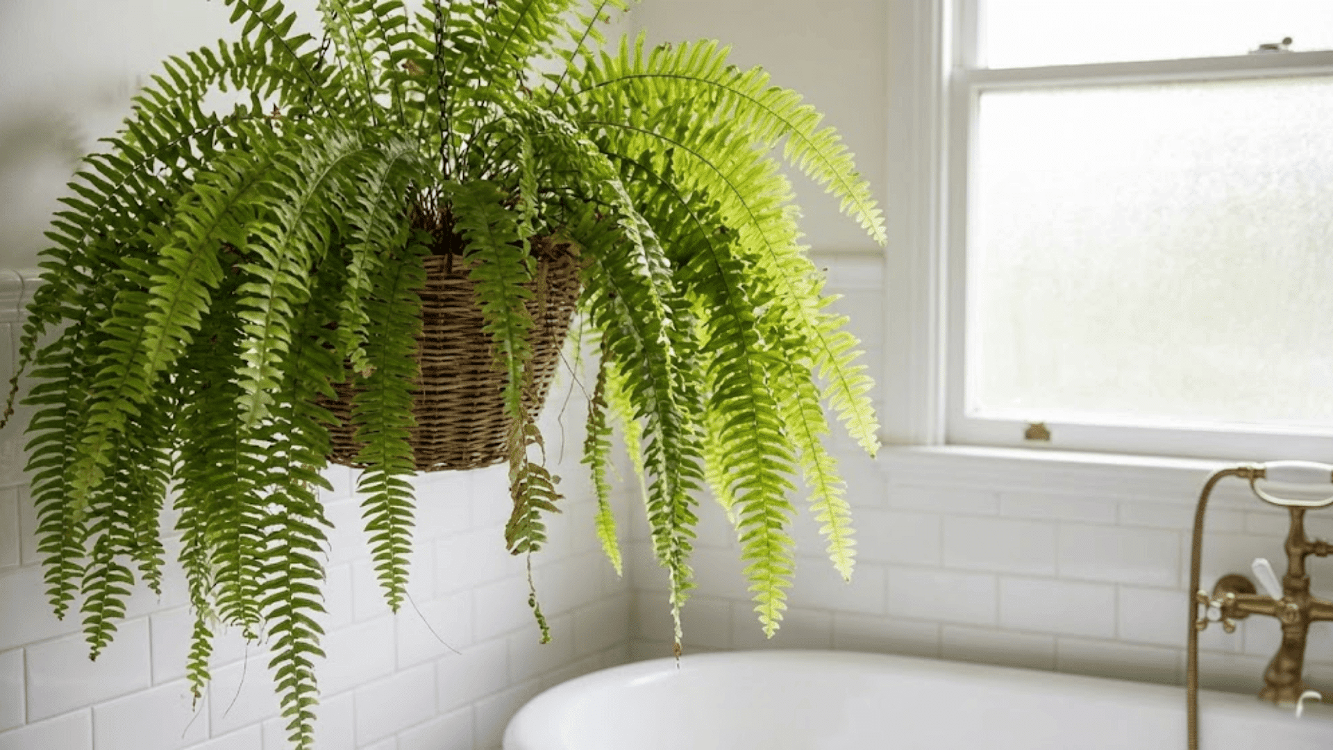 boston fern