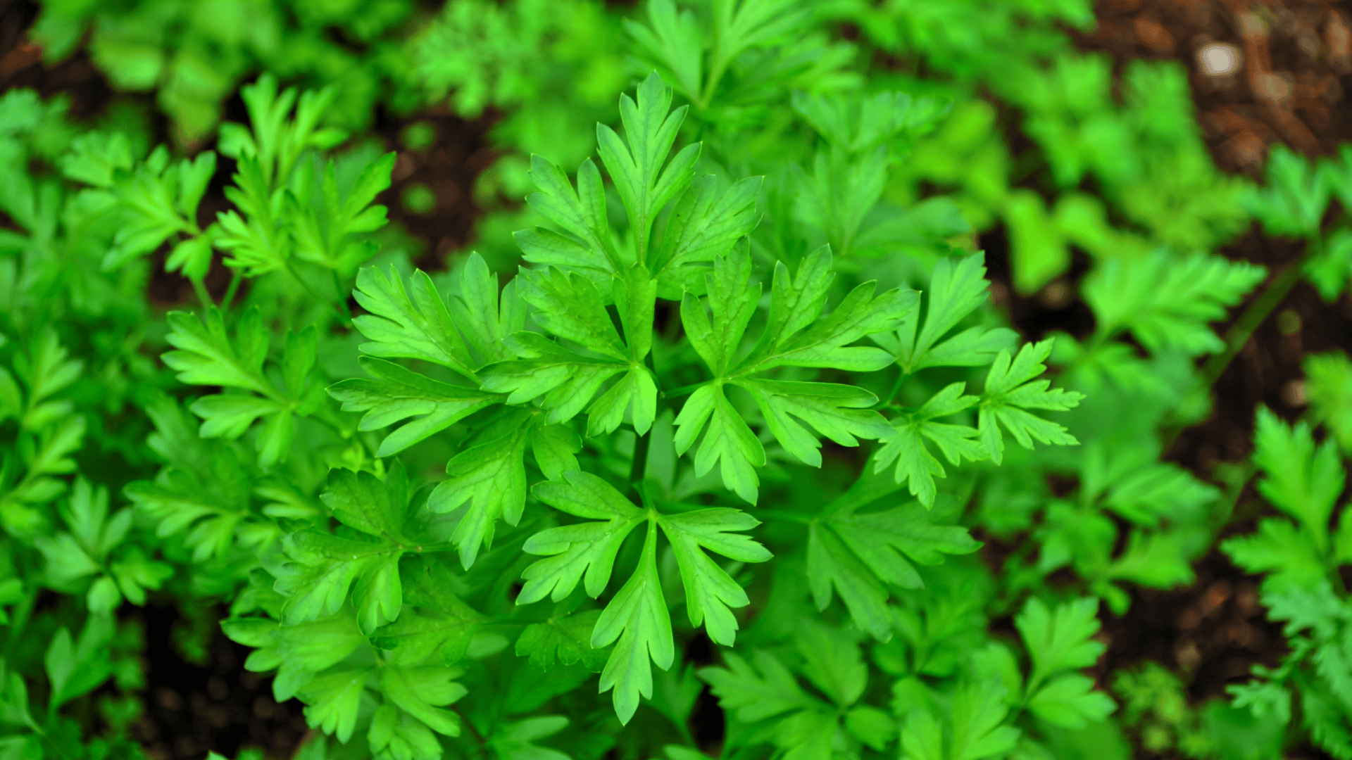 bright green flat leaf parsley plants with deeply divided serrated leaves growing in garden rosettes