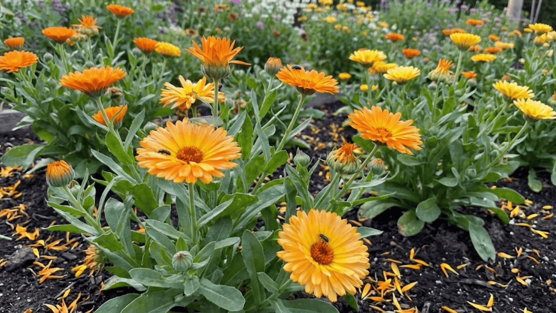 bright orange and yellow calendula flowers with layered petals blooming in spring garden