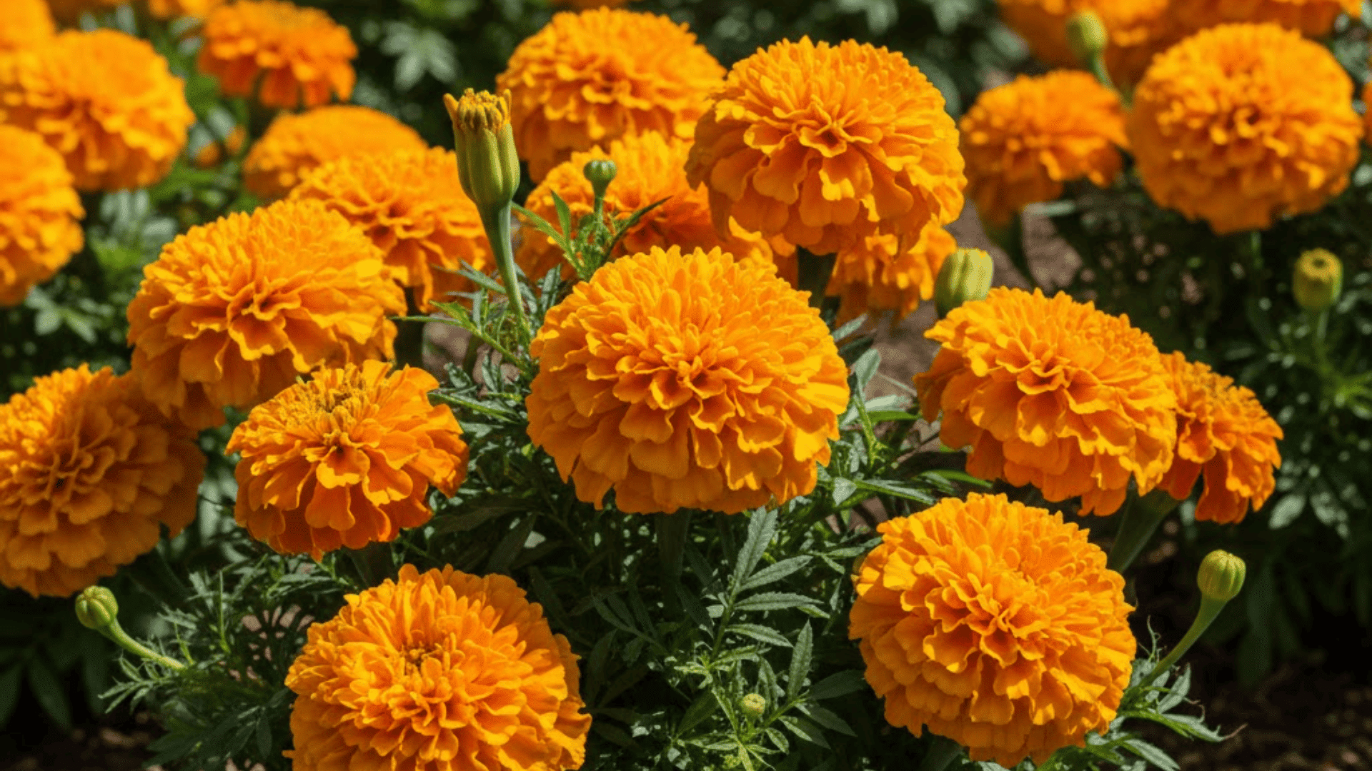 bright orange and yellow french marigold flowers in full bloom with feathery green foliage in garden soil