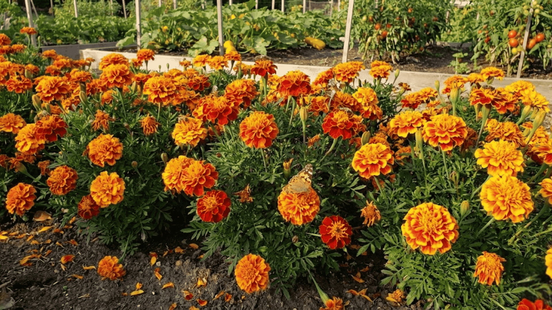 bright orange and yellow marigold pompom flowers with bees pollinating in garden