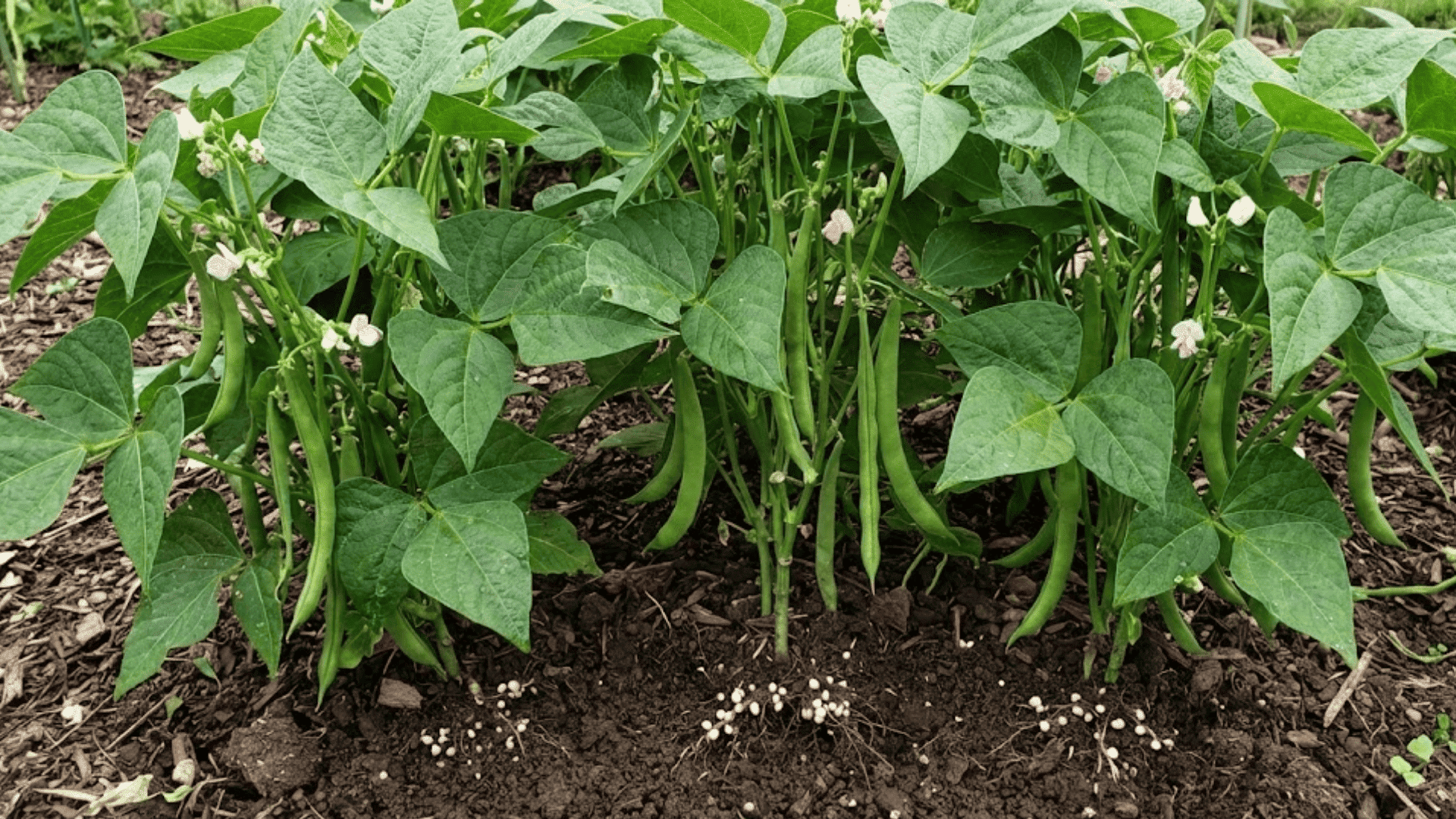 bush bean plants with trifoliate leaves and developing pods showing nitrogen-fixing companion crop growth