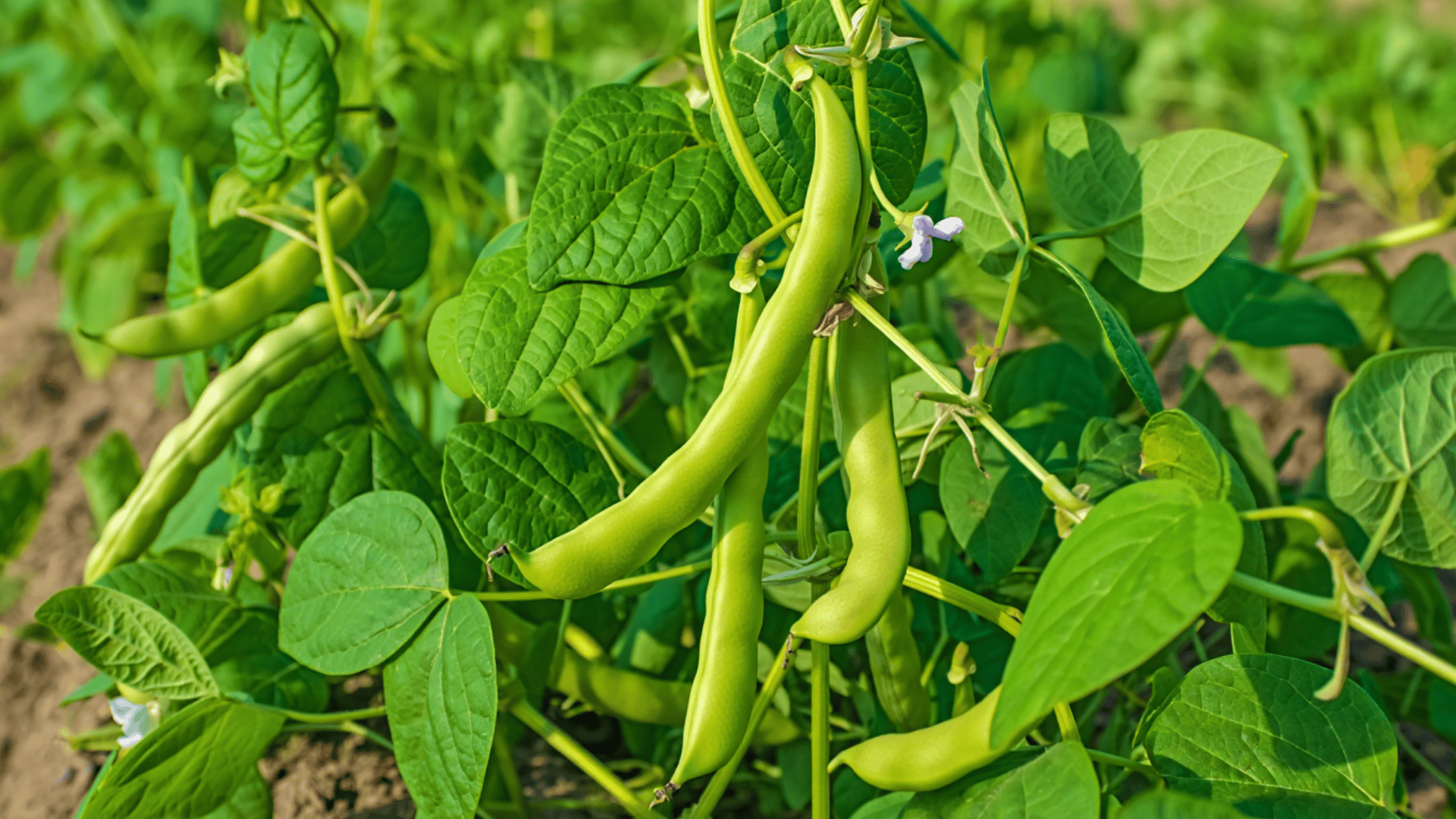 bush bean plants with trifoliate leaves, white flowers, and green bean pods growing in garden soil
