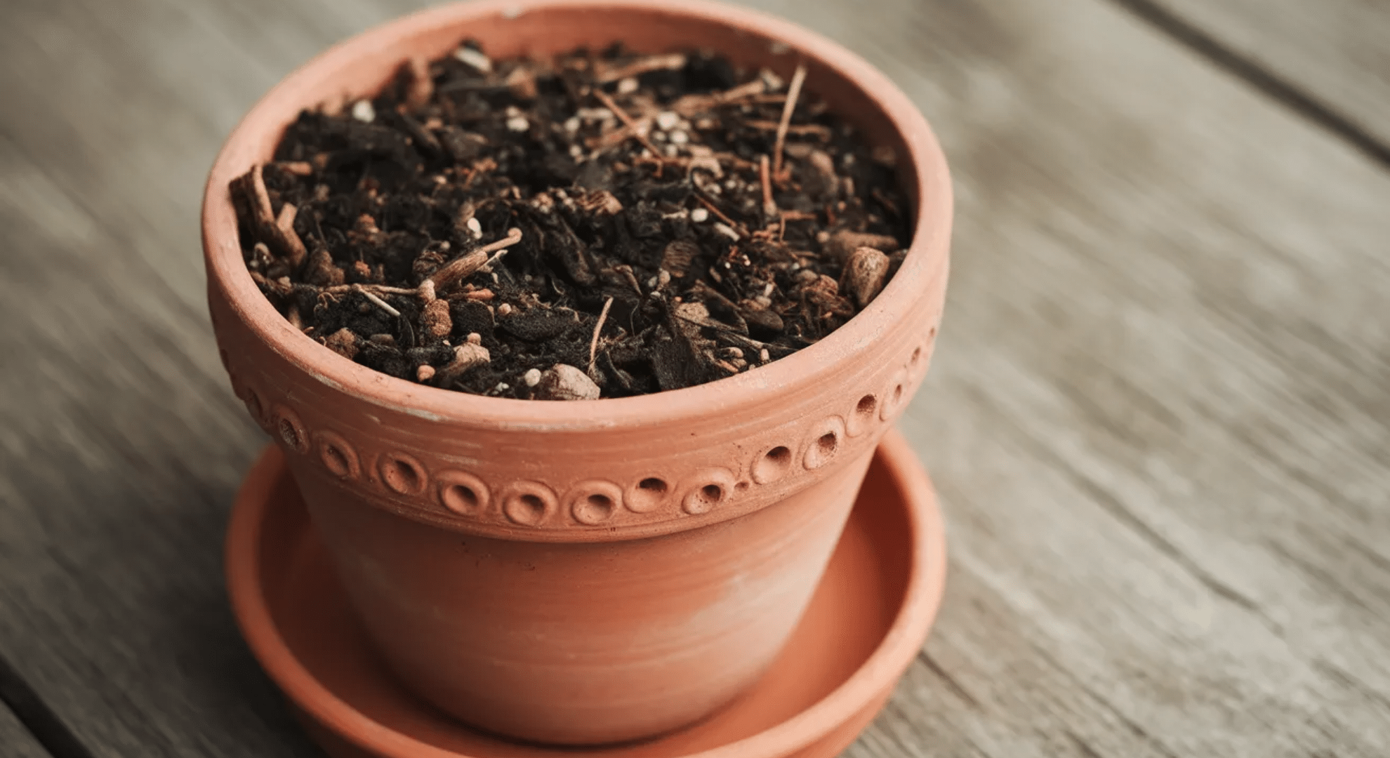 choosing the right soil and pot
