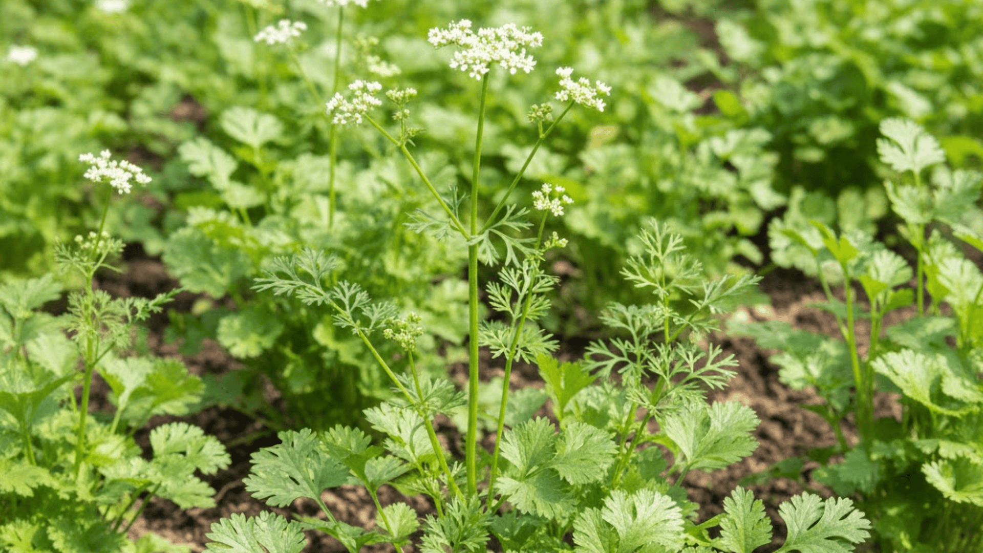 cilantro plants with flat parsley like green leaves and white umbrella shaped flower clusters on stems