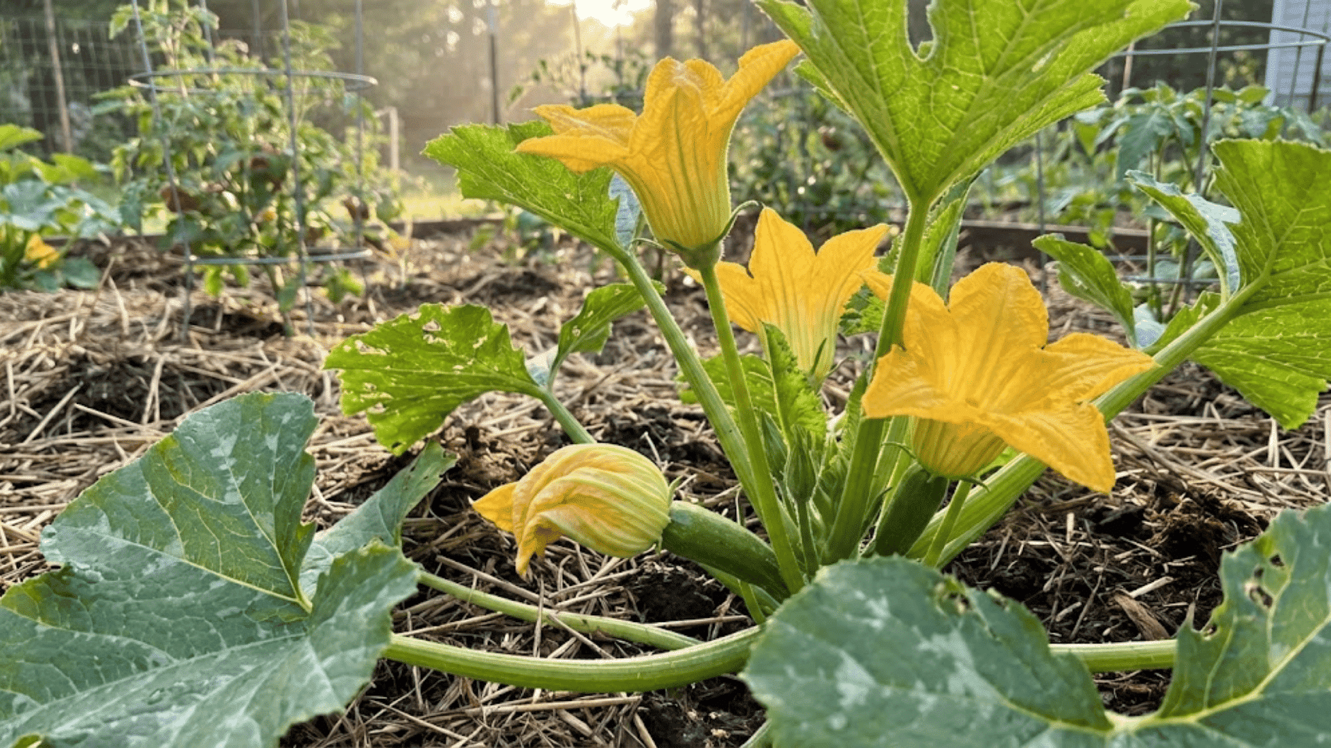 close-up of yellow zucchini flowers on a plant with green leaves in a morning garden