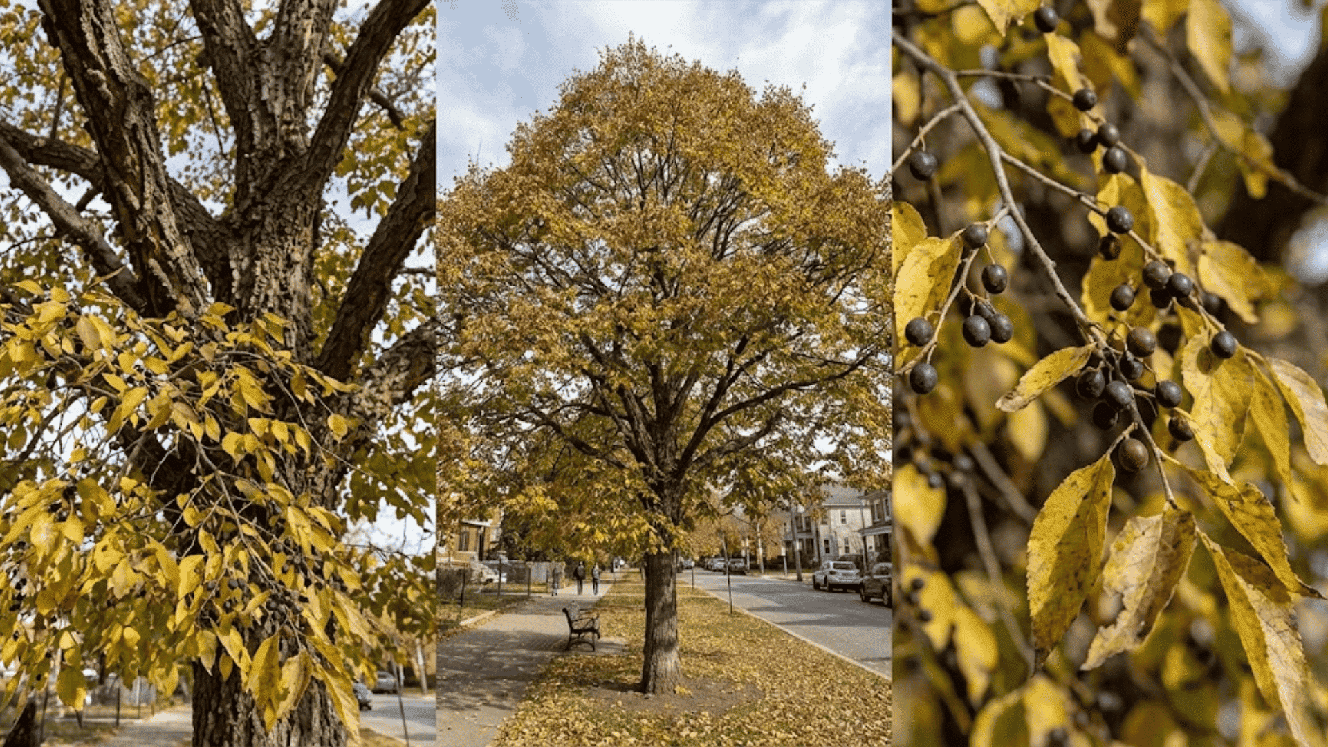 common hackberry celtis occidentalis