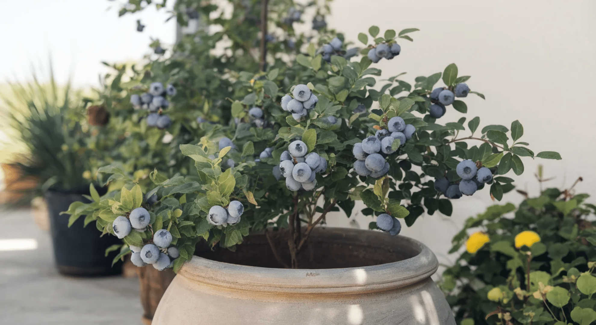 container blueberry care