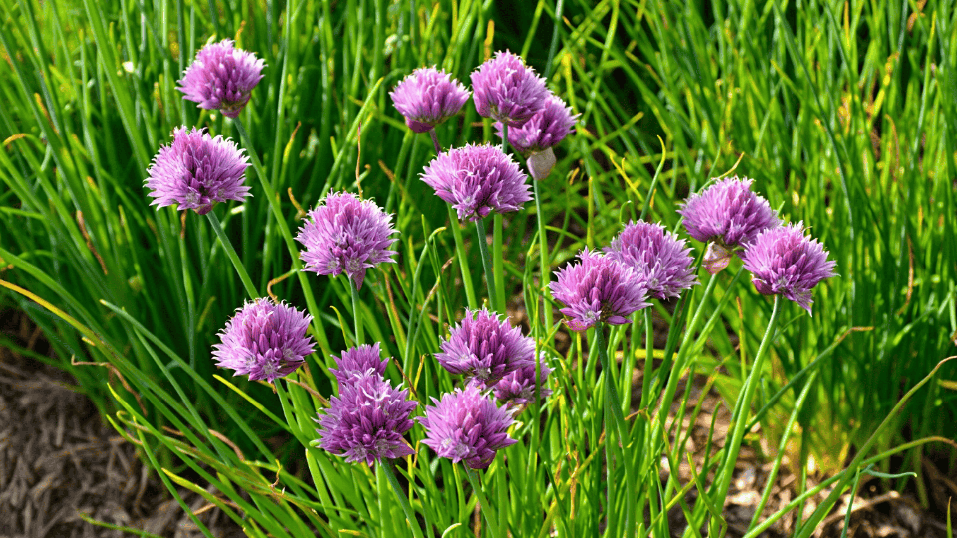 dense chive plants with slender tubular leaves and spherical purple flower heads in full bloom