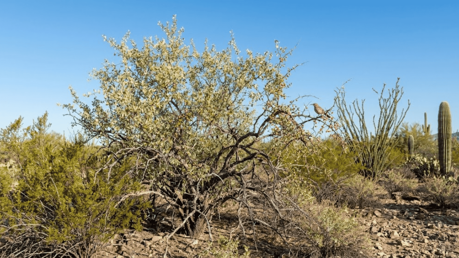 desert hackberry celtis pallida