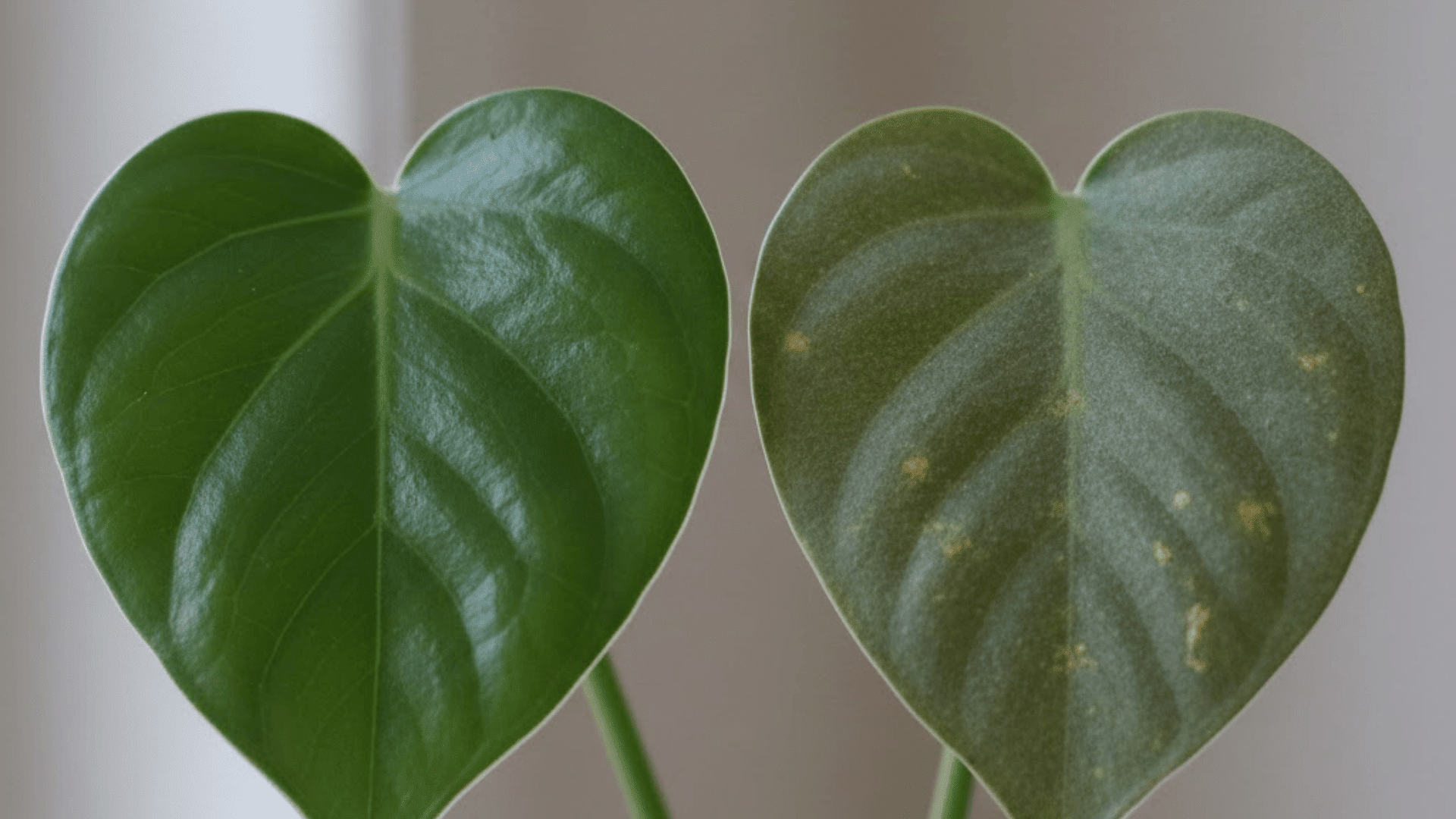 dull or faded leaf color