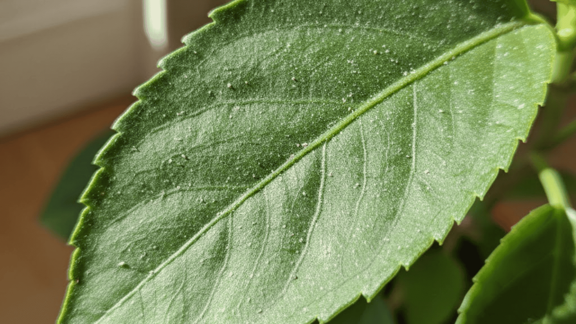 dusty or gritty leaf texture