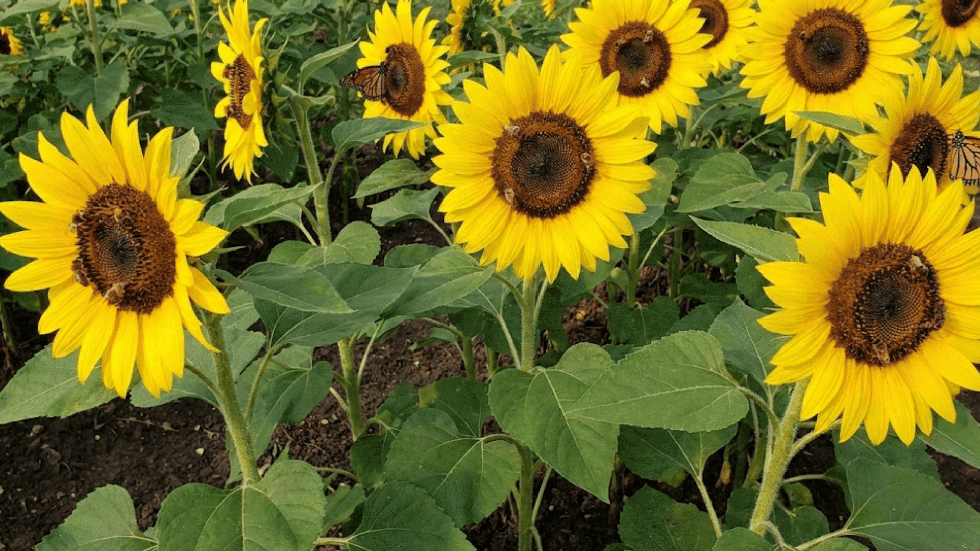 dwarf sunflowers with large yellow flower heads and brown centers attracting pollinators in garden setting
