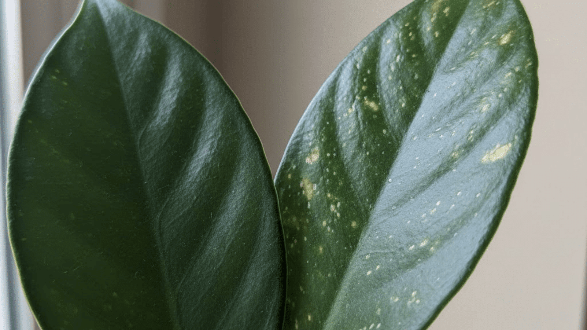early signs of spider mites